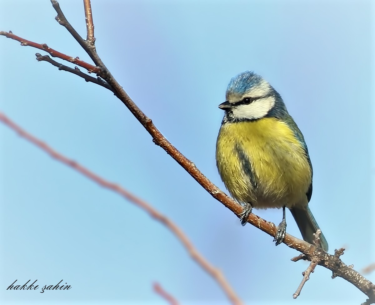 Common Blue Tit