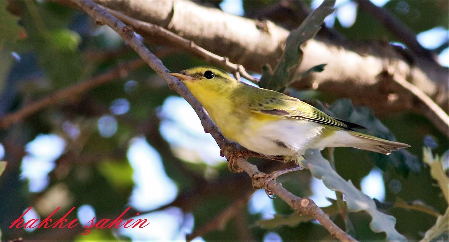 Icterine Warbler