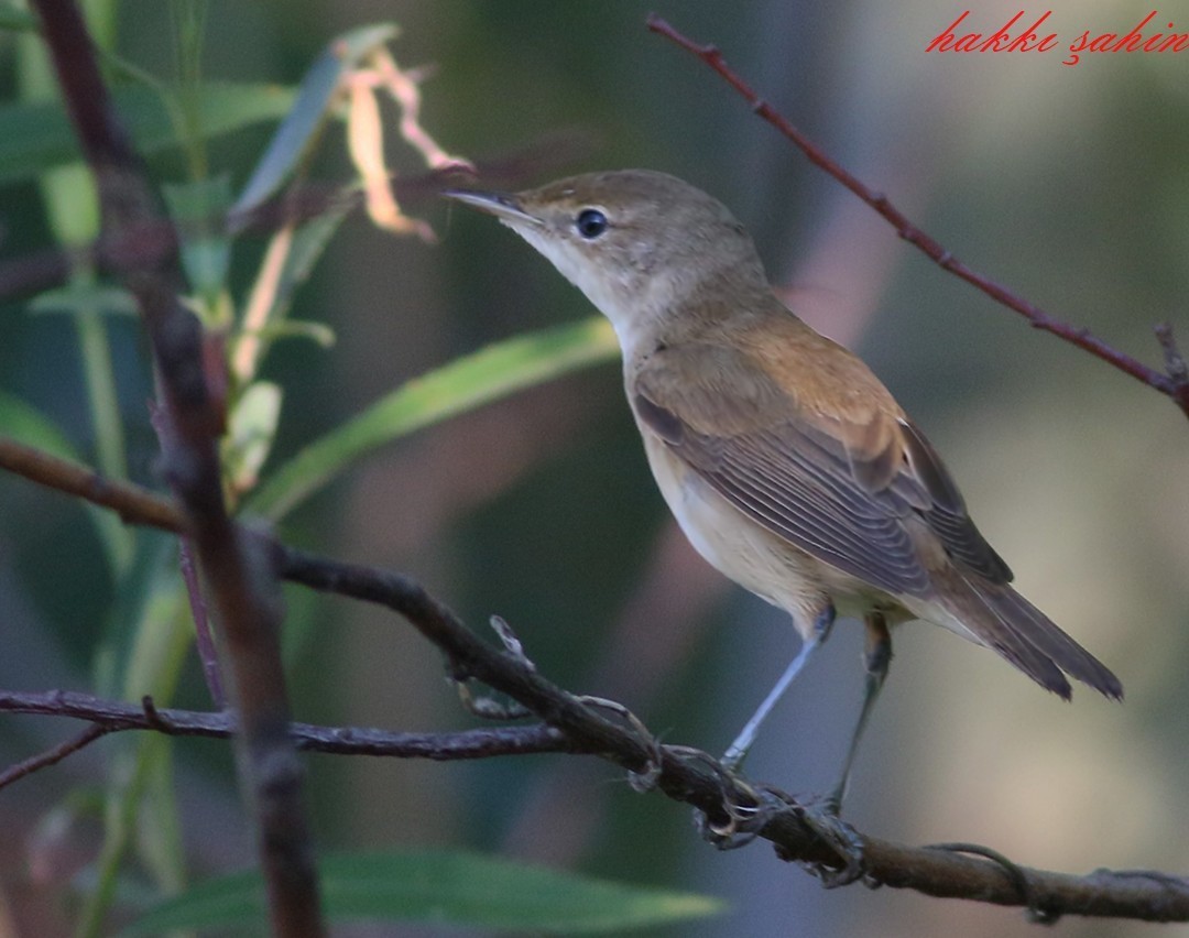 Eurasian Reed Warbler