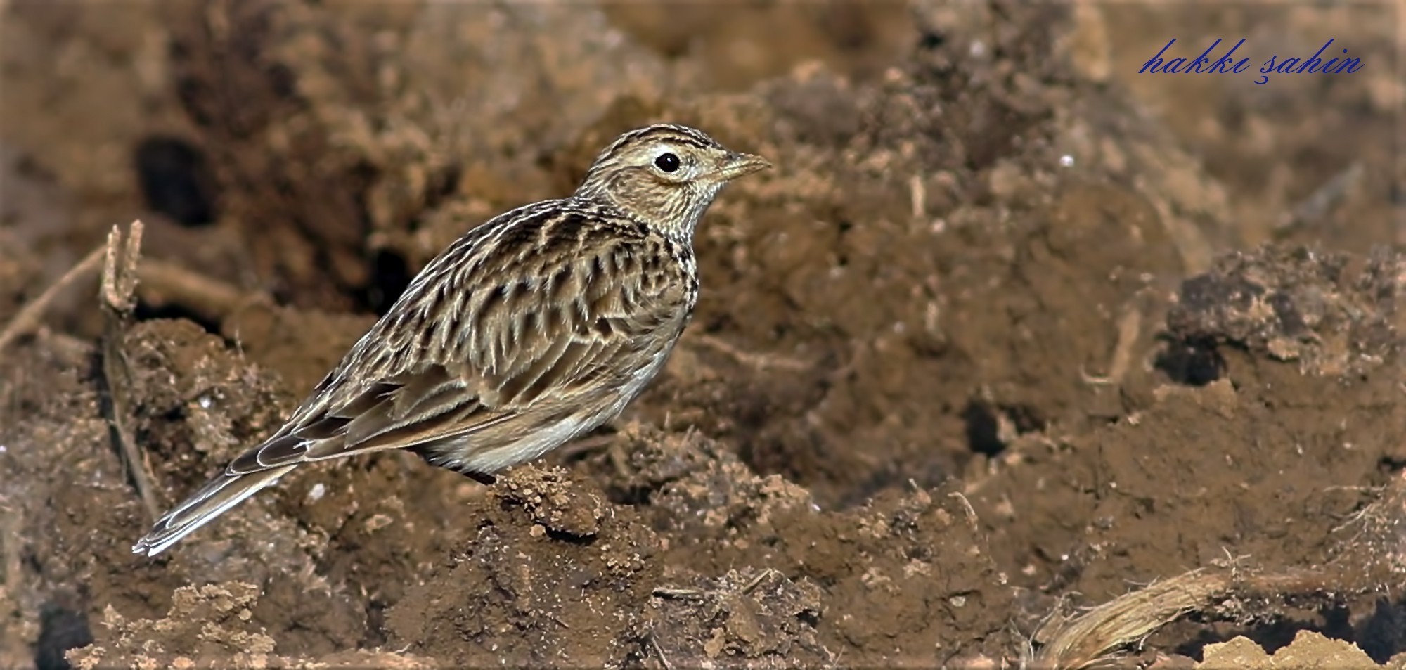 Eurasian Skylark
