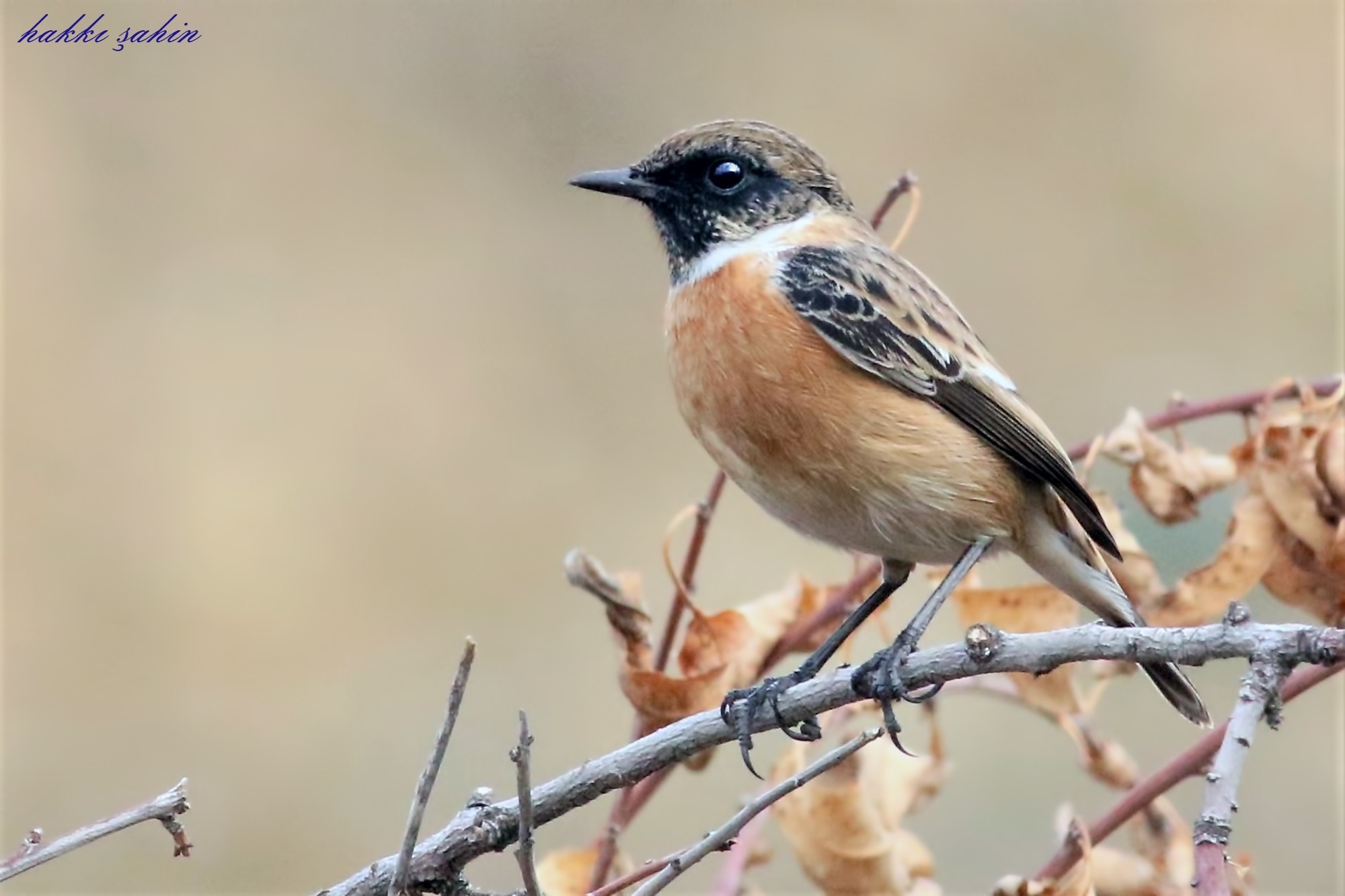 European Stonechat