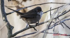 Subalpine Warbler