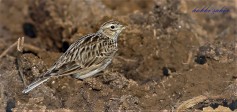 Eurasian Skylark