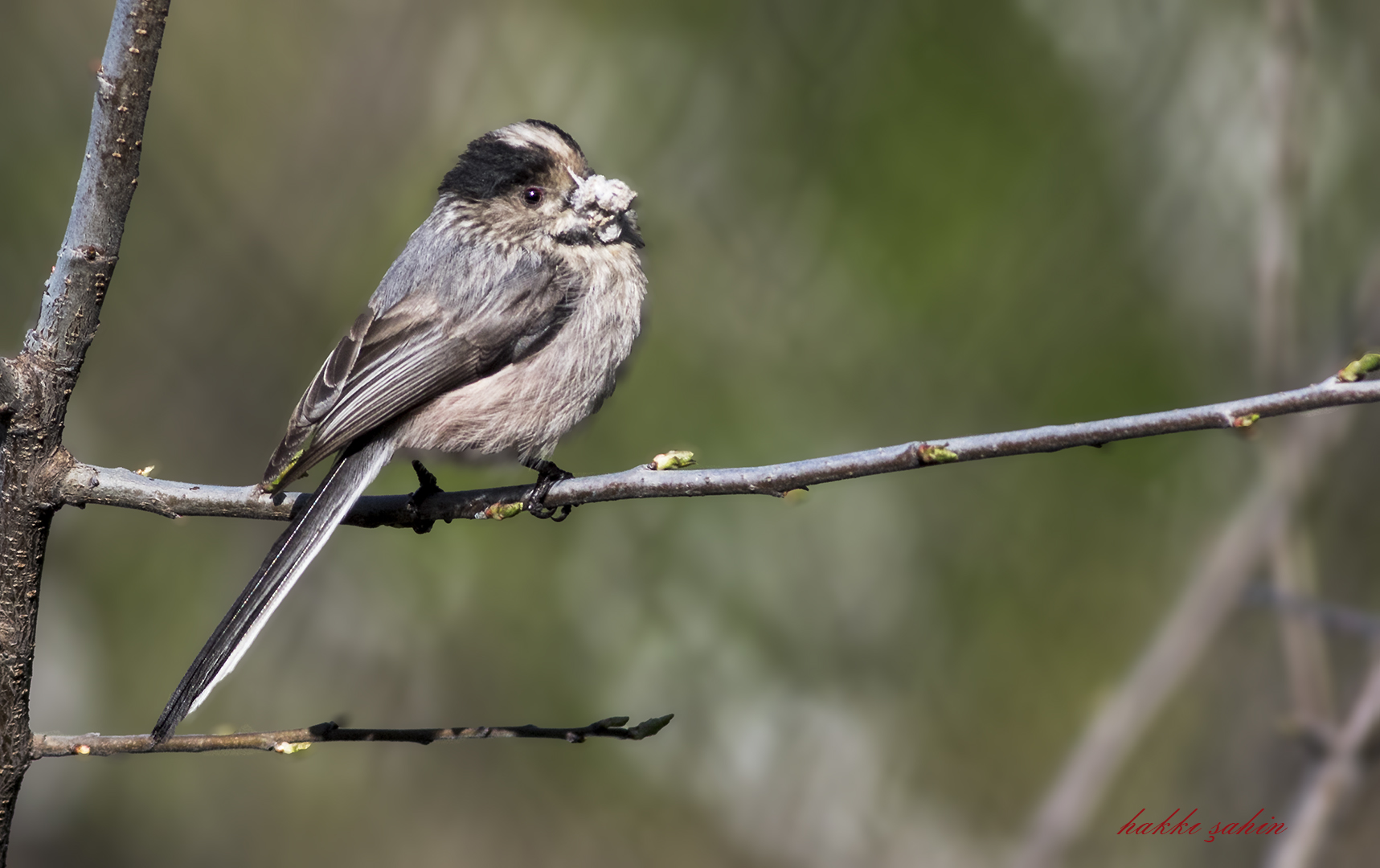 Long-tailed Tit