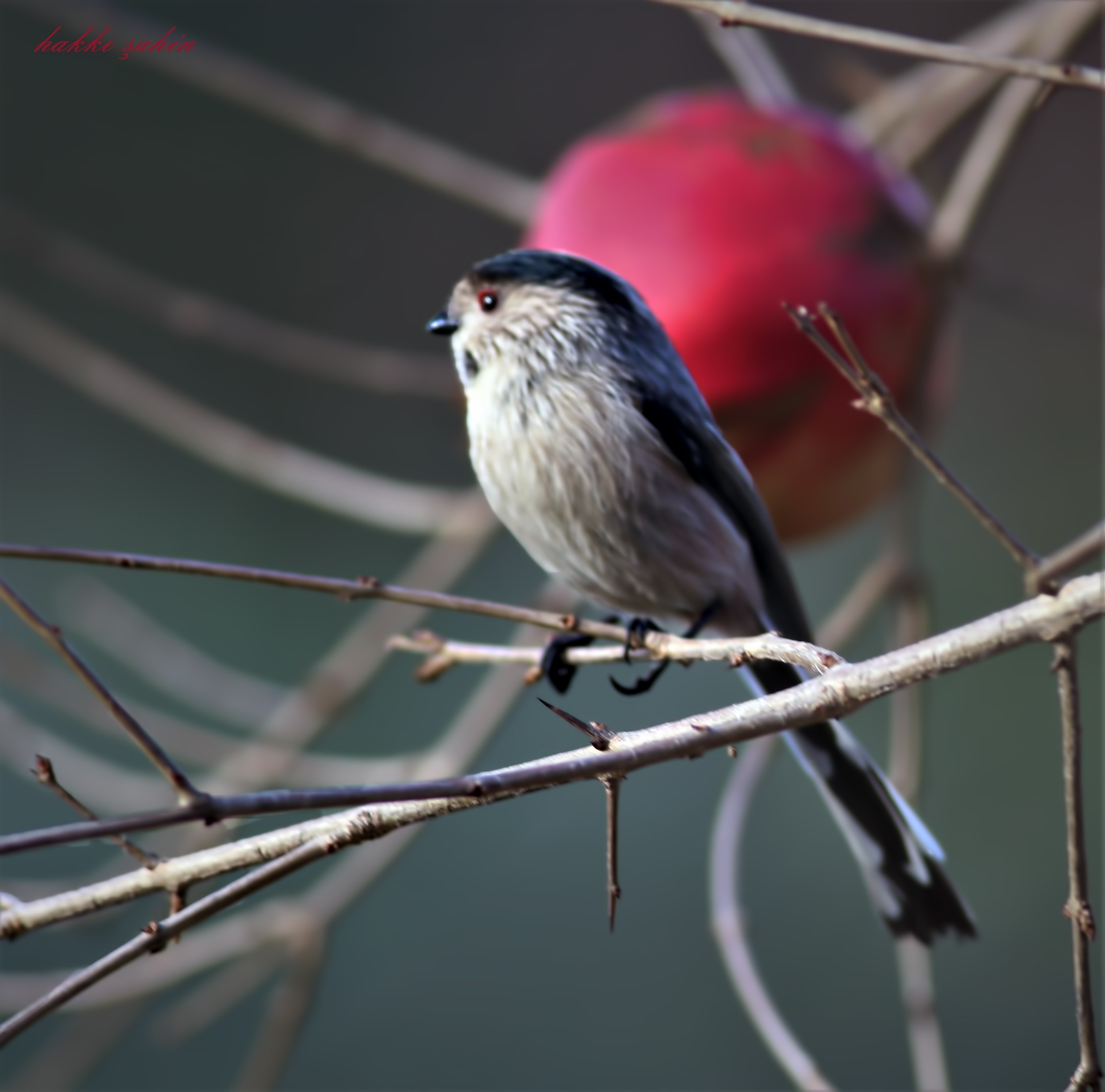 Long-tailed Tit