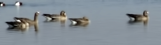 Greater White-fronted Goose