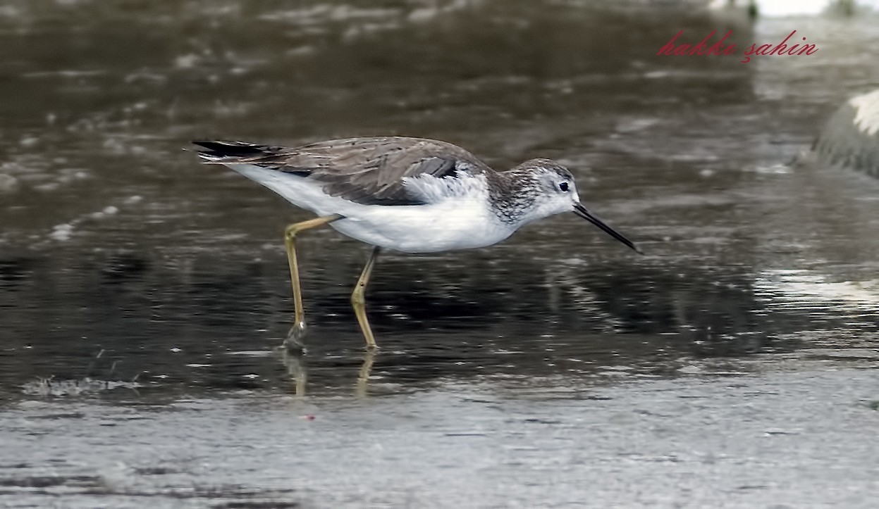 Common Greenshank