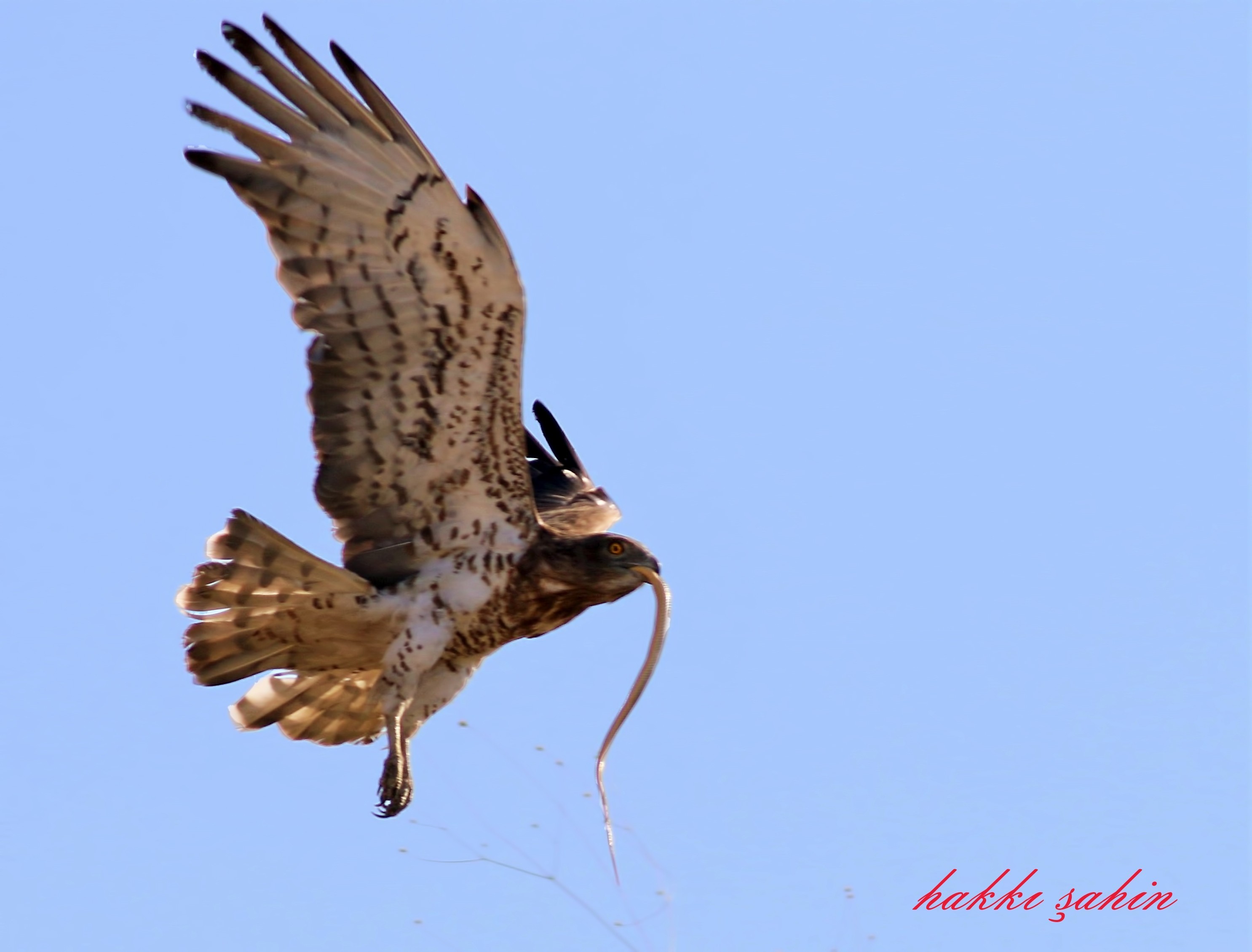 Short-toed Snake-Eagle