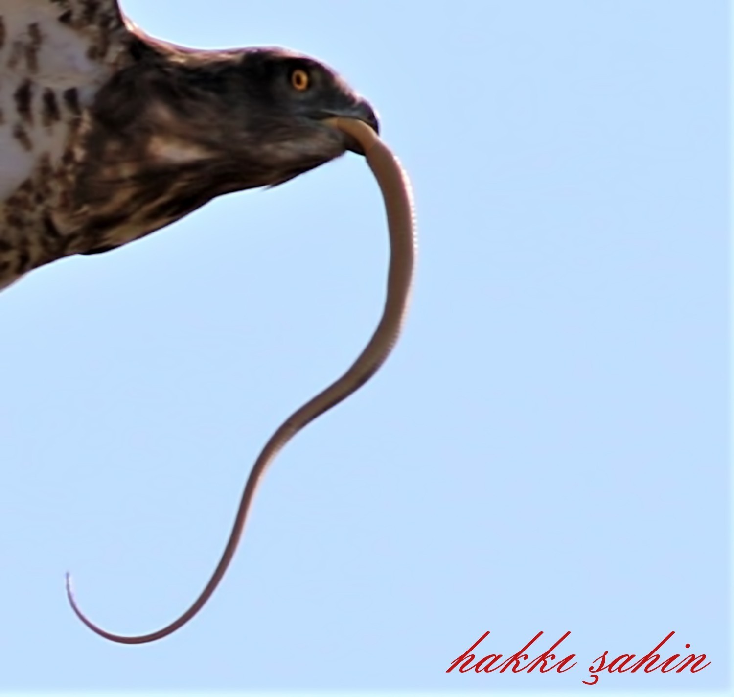 Short-toed Snake-Eagle