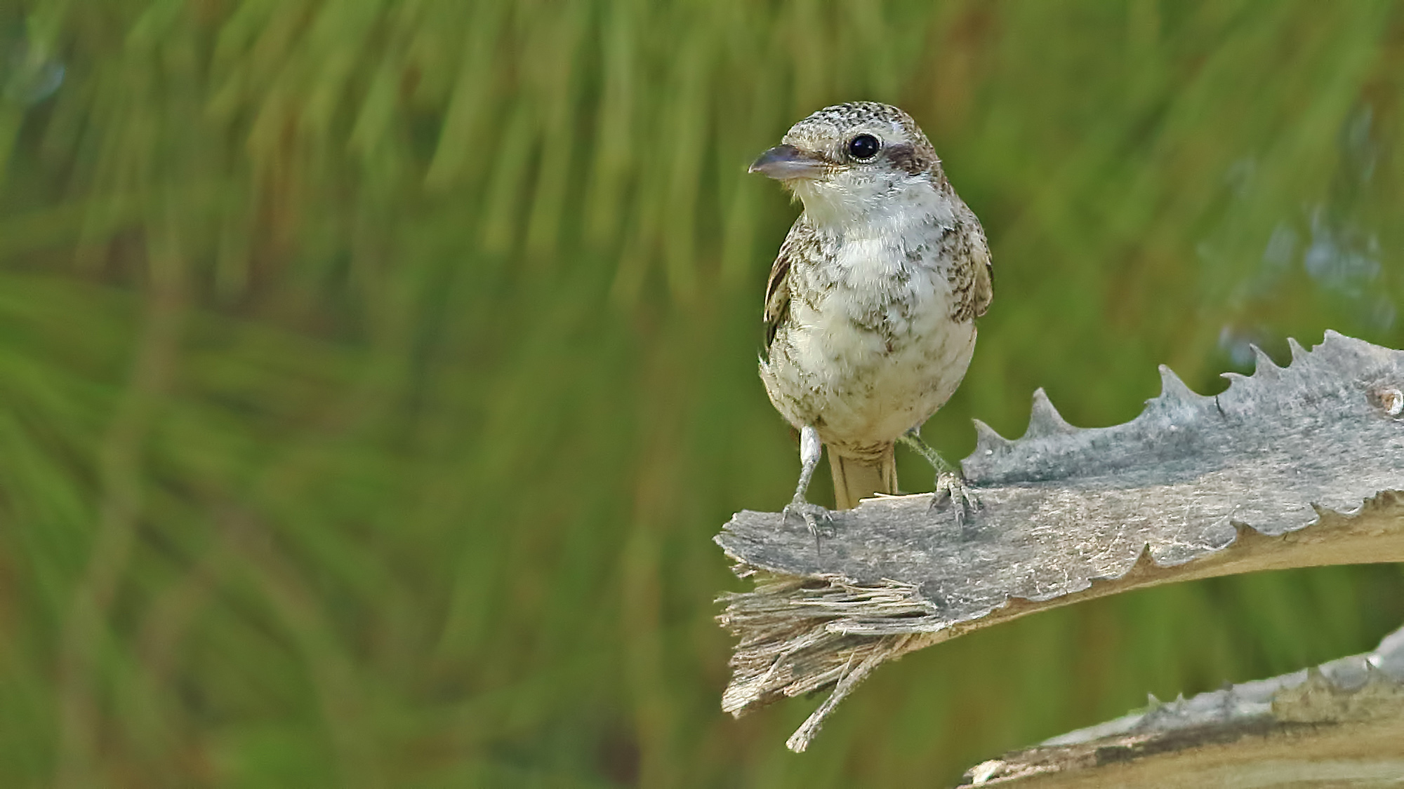 Red-backed Shrike