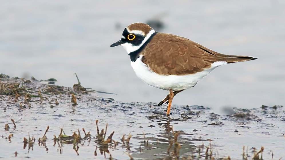 Little Ringed Plover