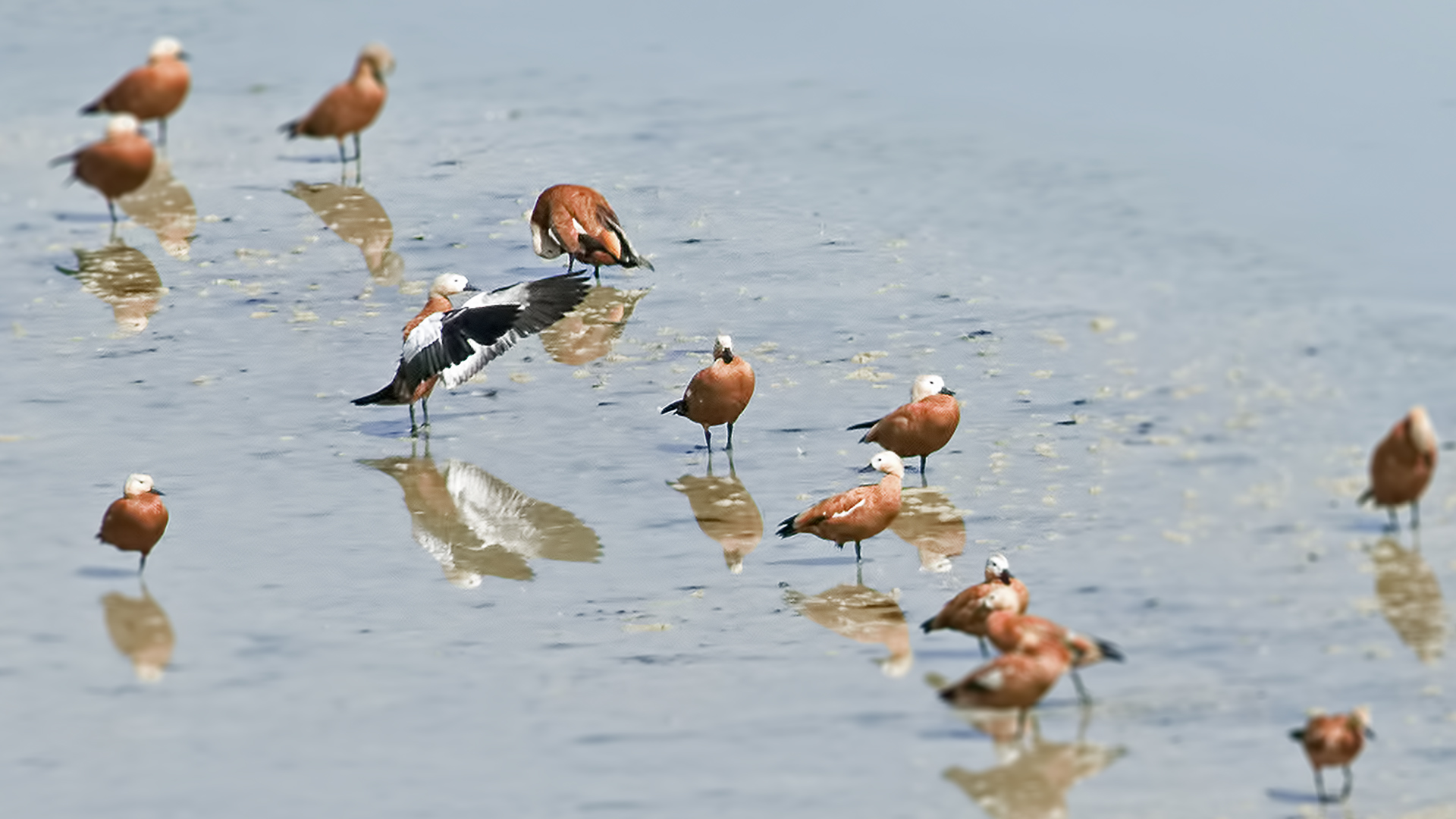 Ruddy Shelduck