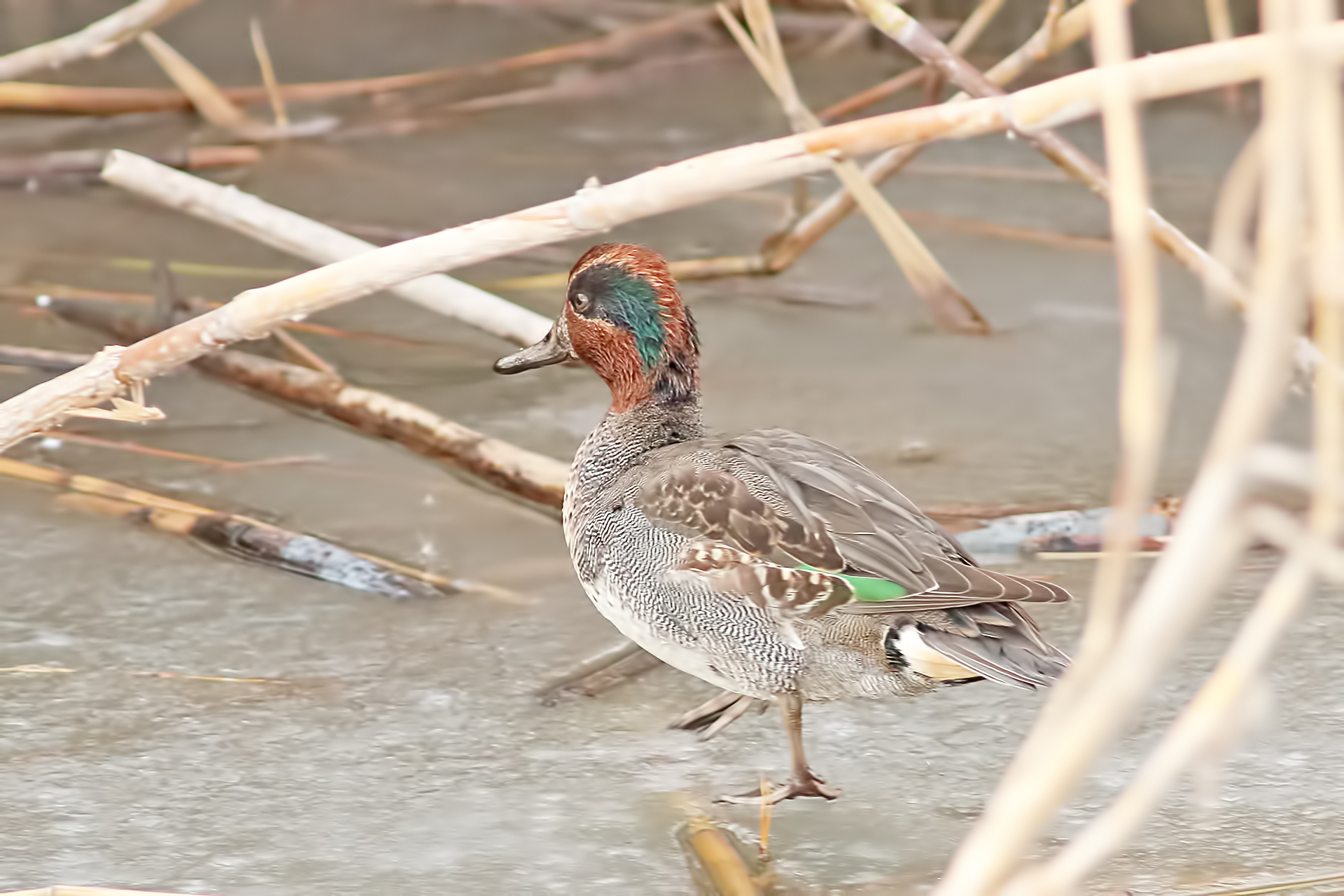 Green-winged Teal