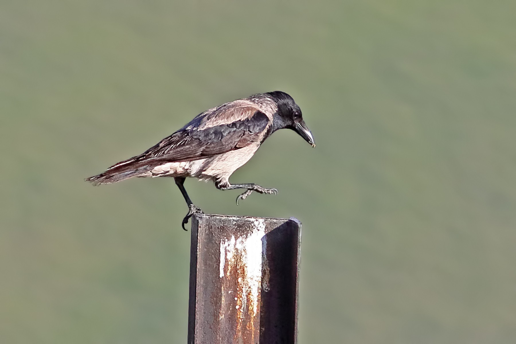 Hooded Crow