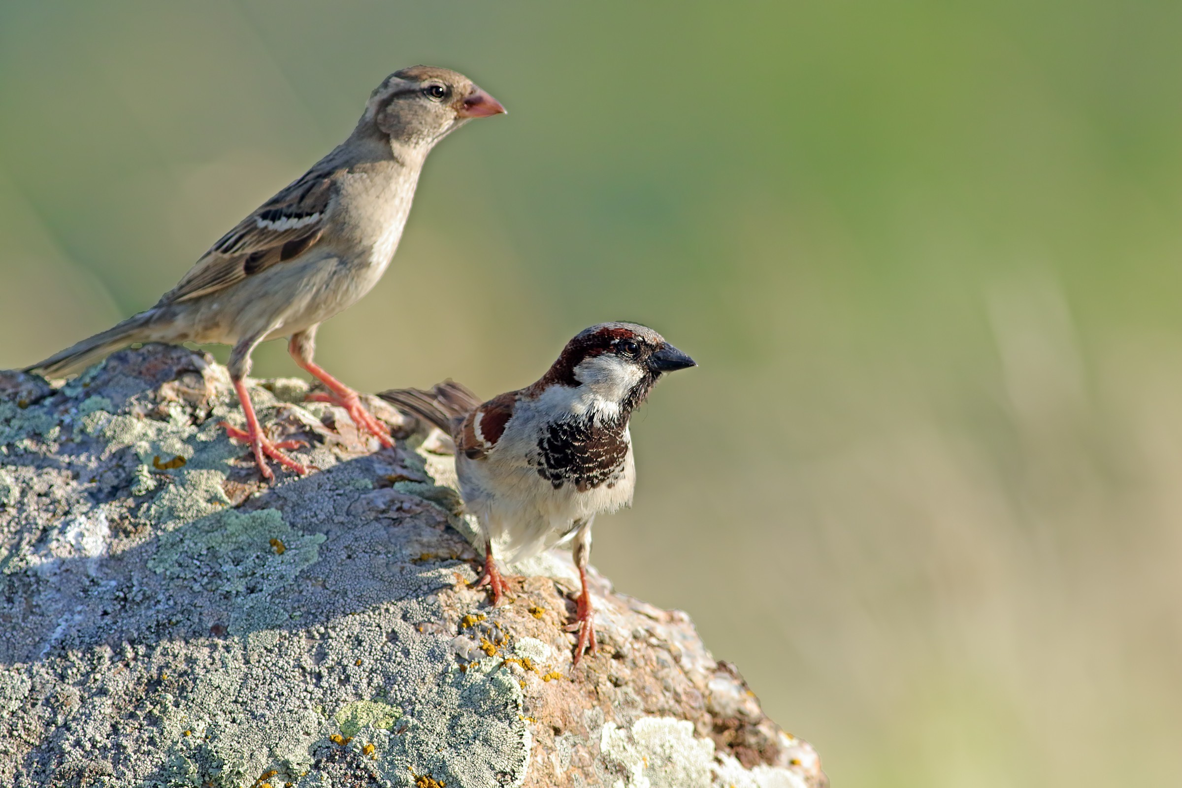 House Sparrow