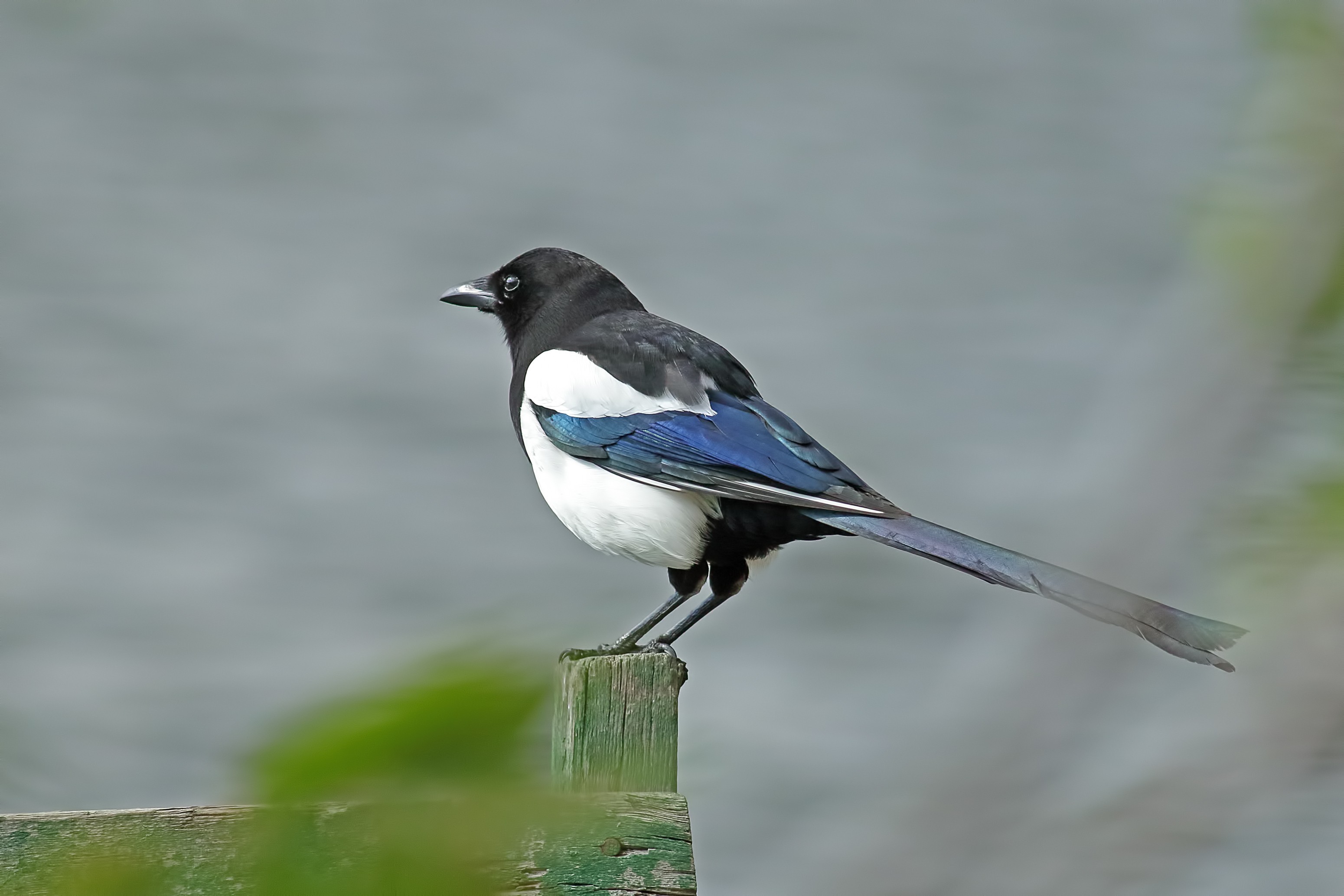 Eurasian Magpie