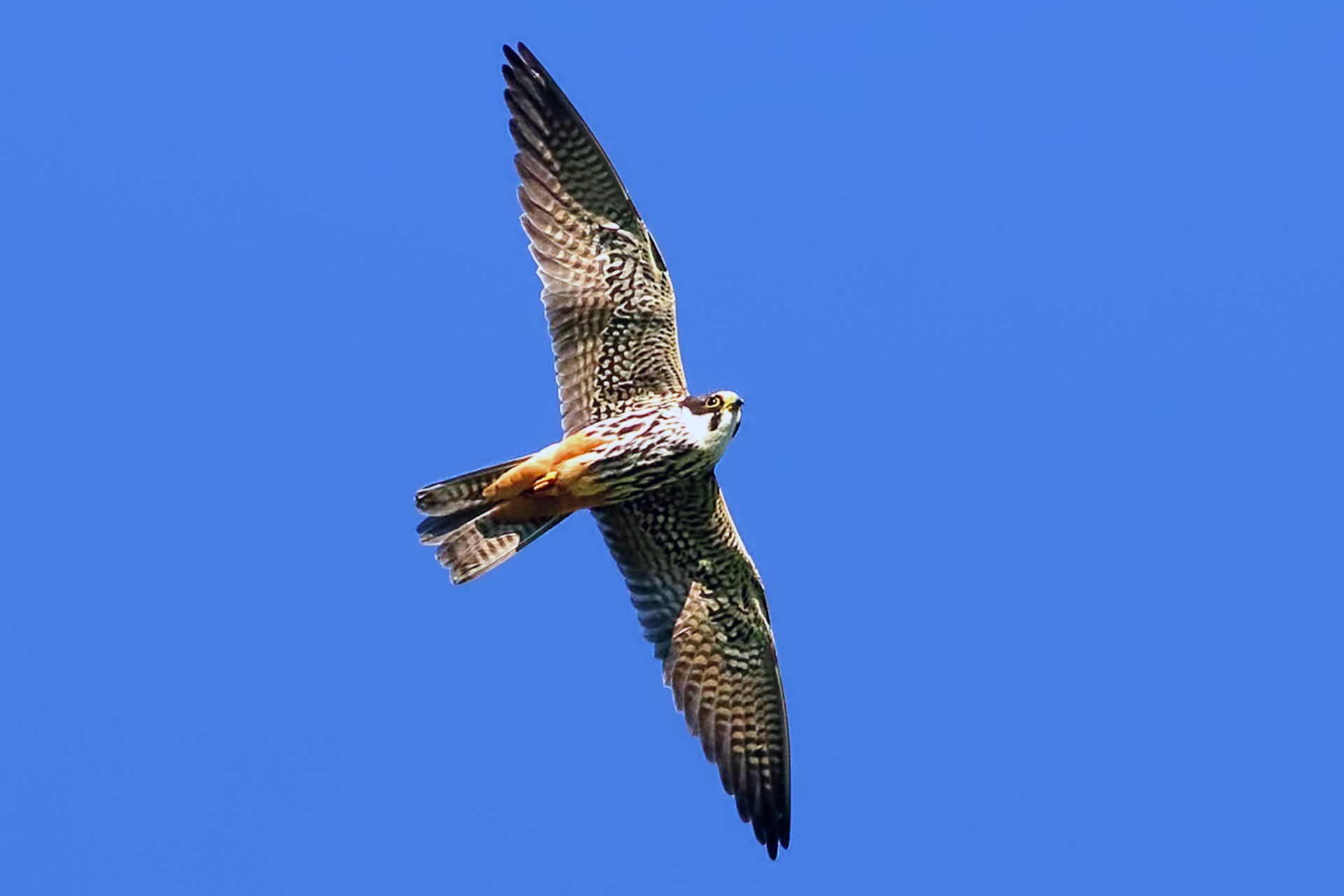Eurasian Hobby