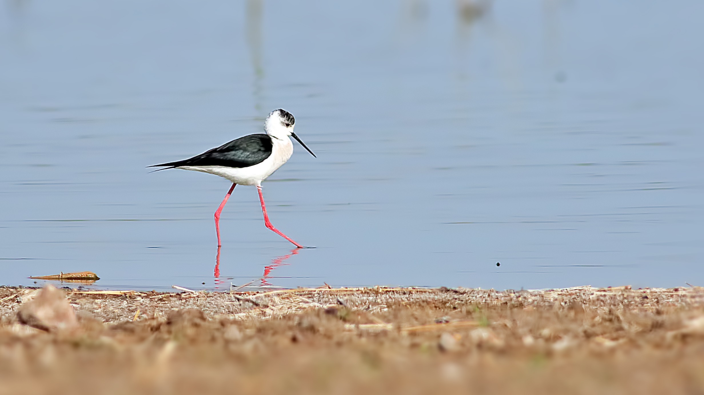 Black-winged Stilt