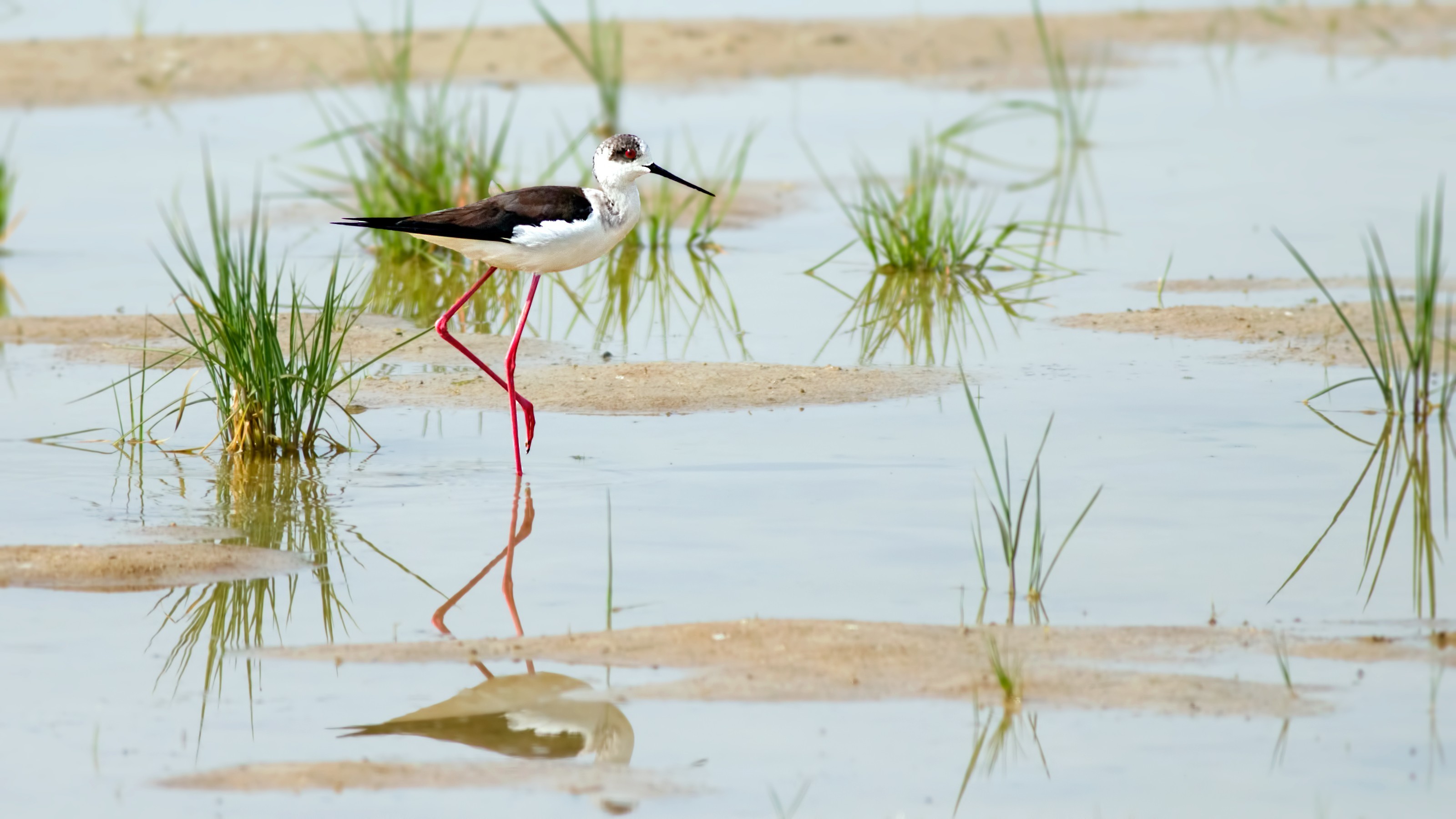 Black-winged Stilt
