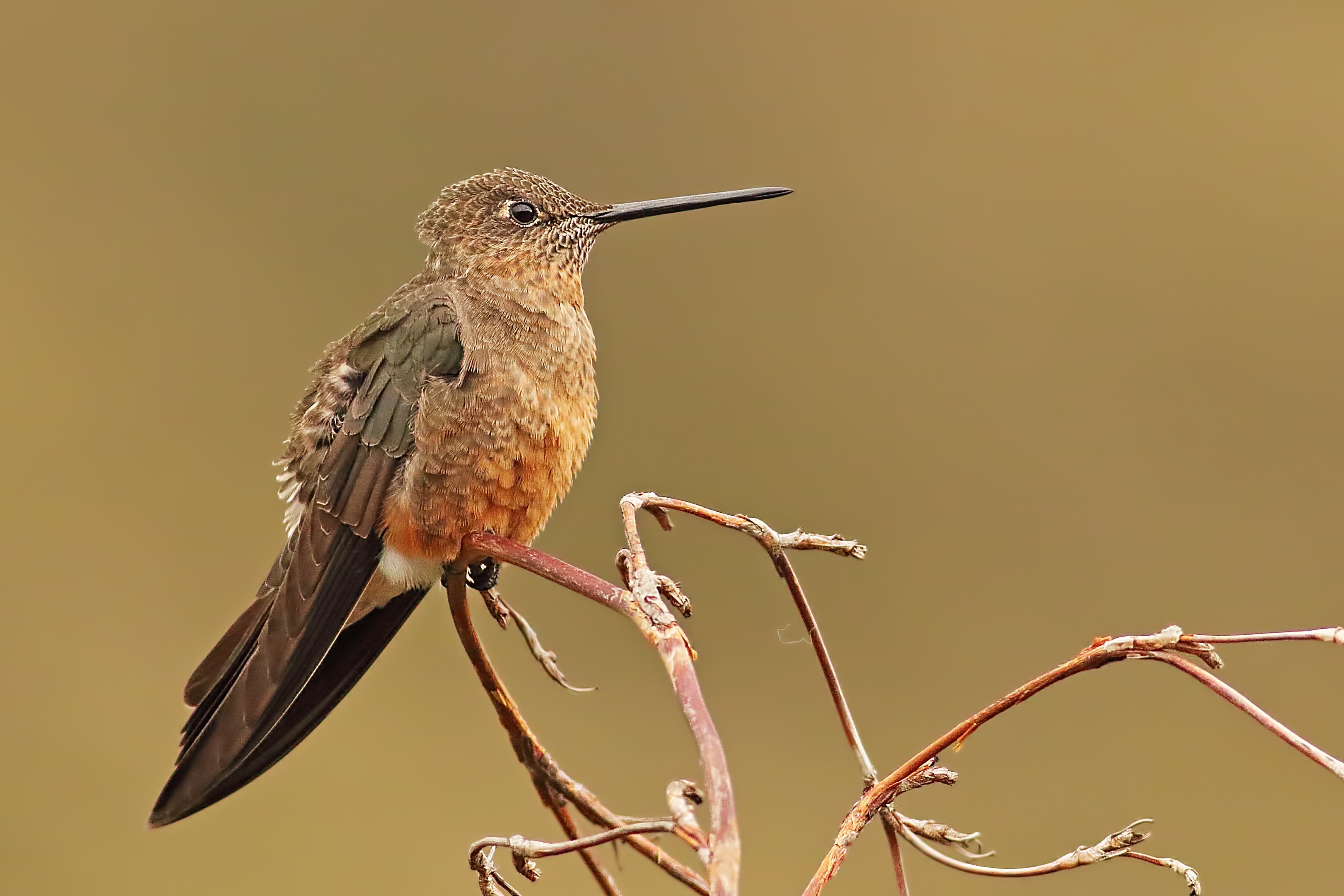Giant Hummingbird — Ana fotoğraf