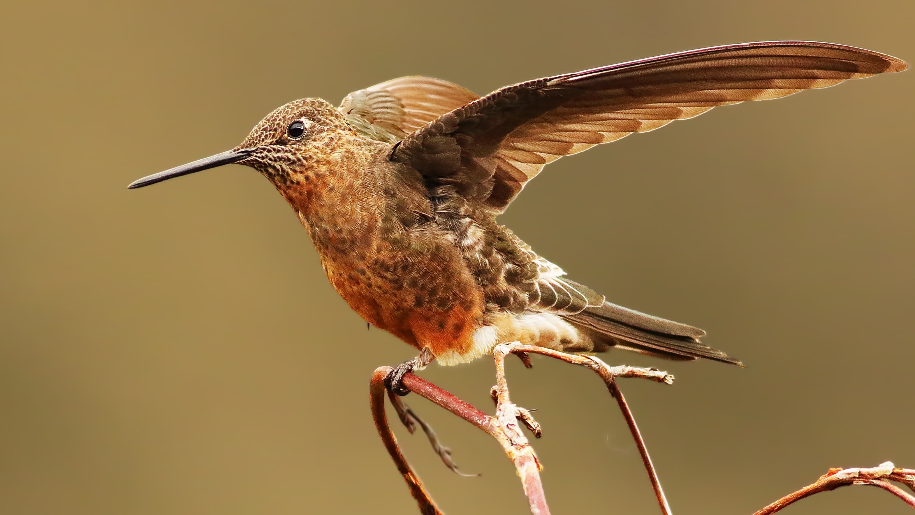 Giant Hummingbird