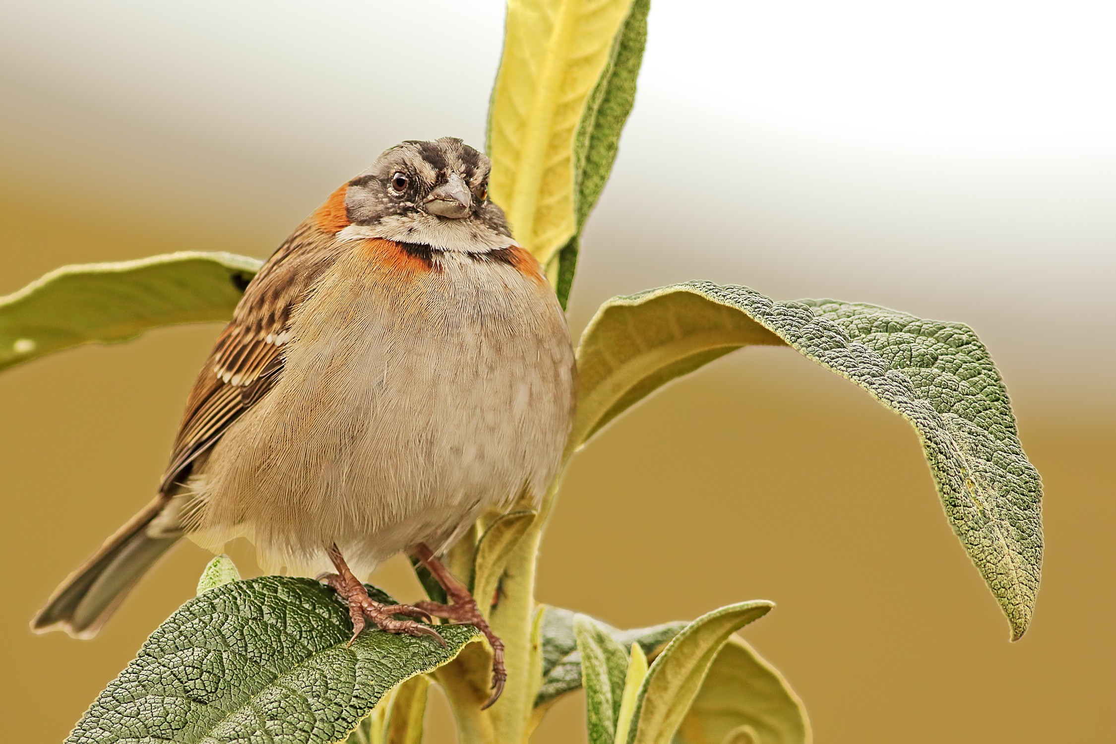 Rufous-collared Sparrow — Ana fotoğraf