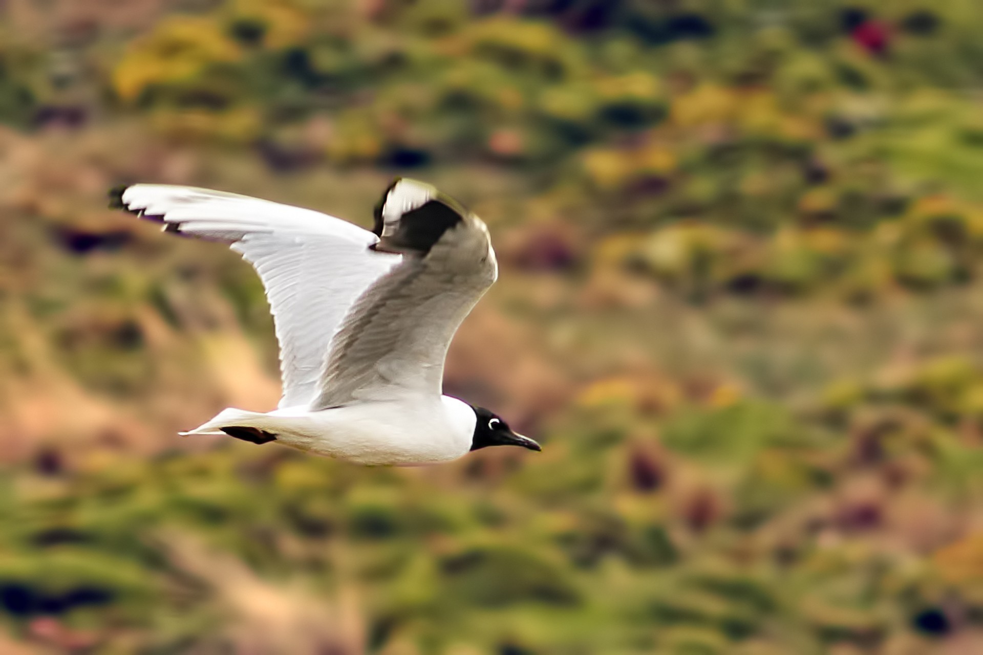 Andean Gull — Ana fotoğraf