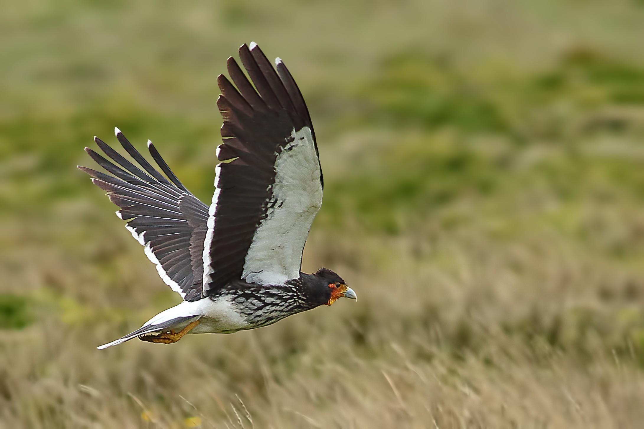 Carunculated Caracara