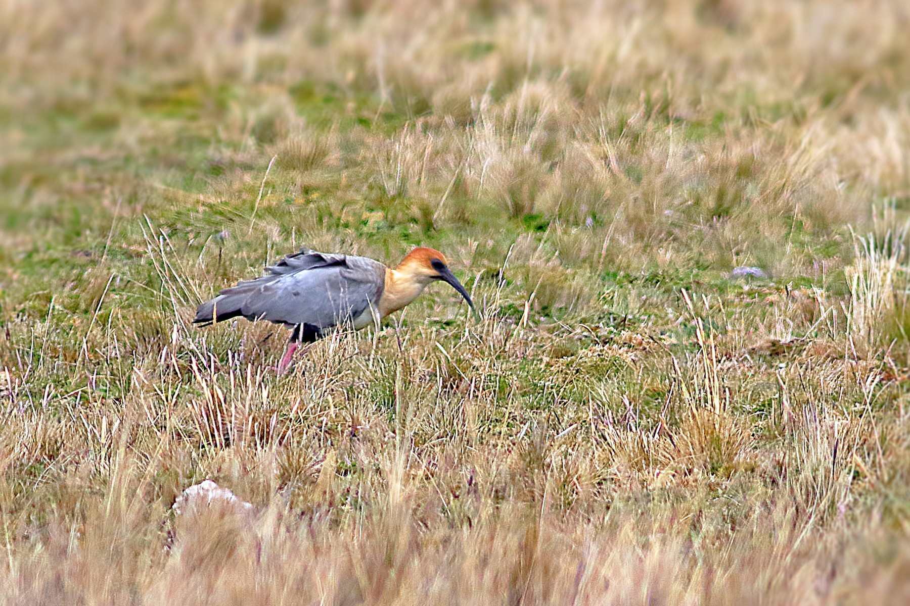 Andean Ibis