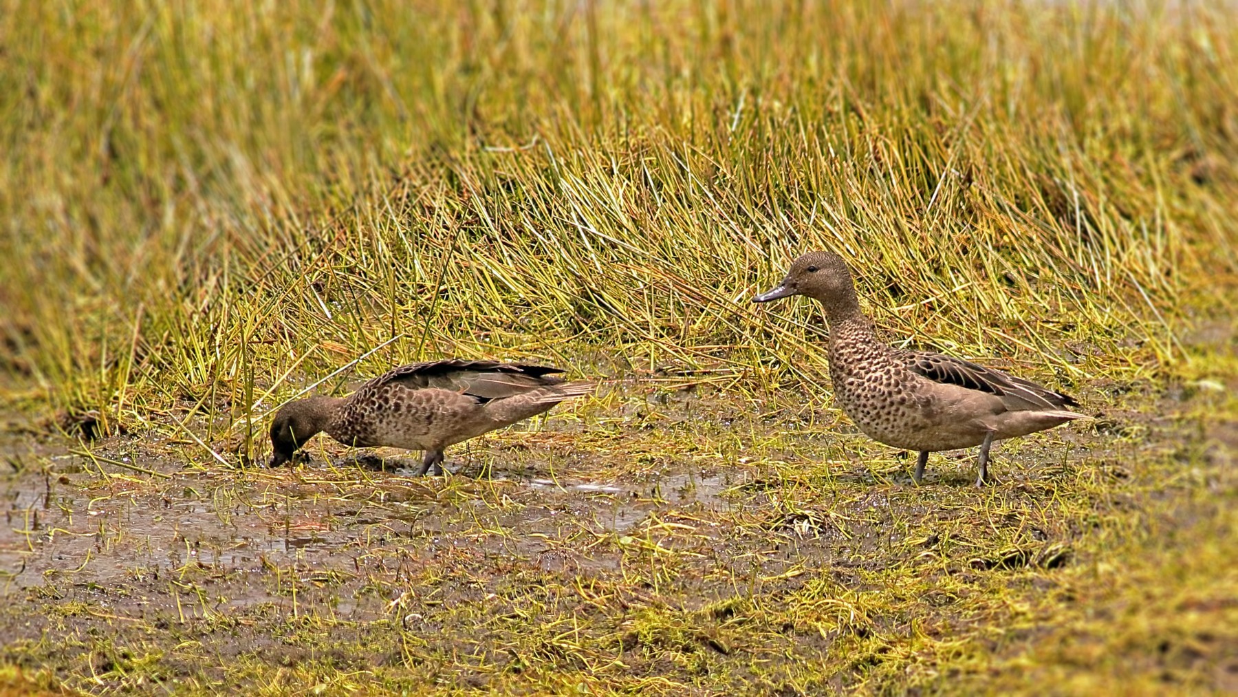 Andean Teal — Ana fotoğraf