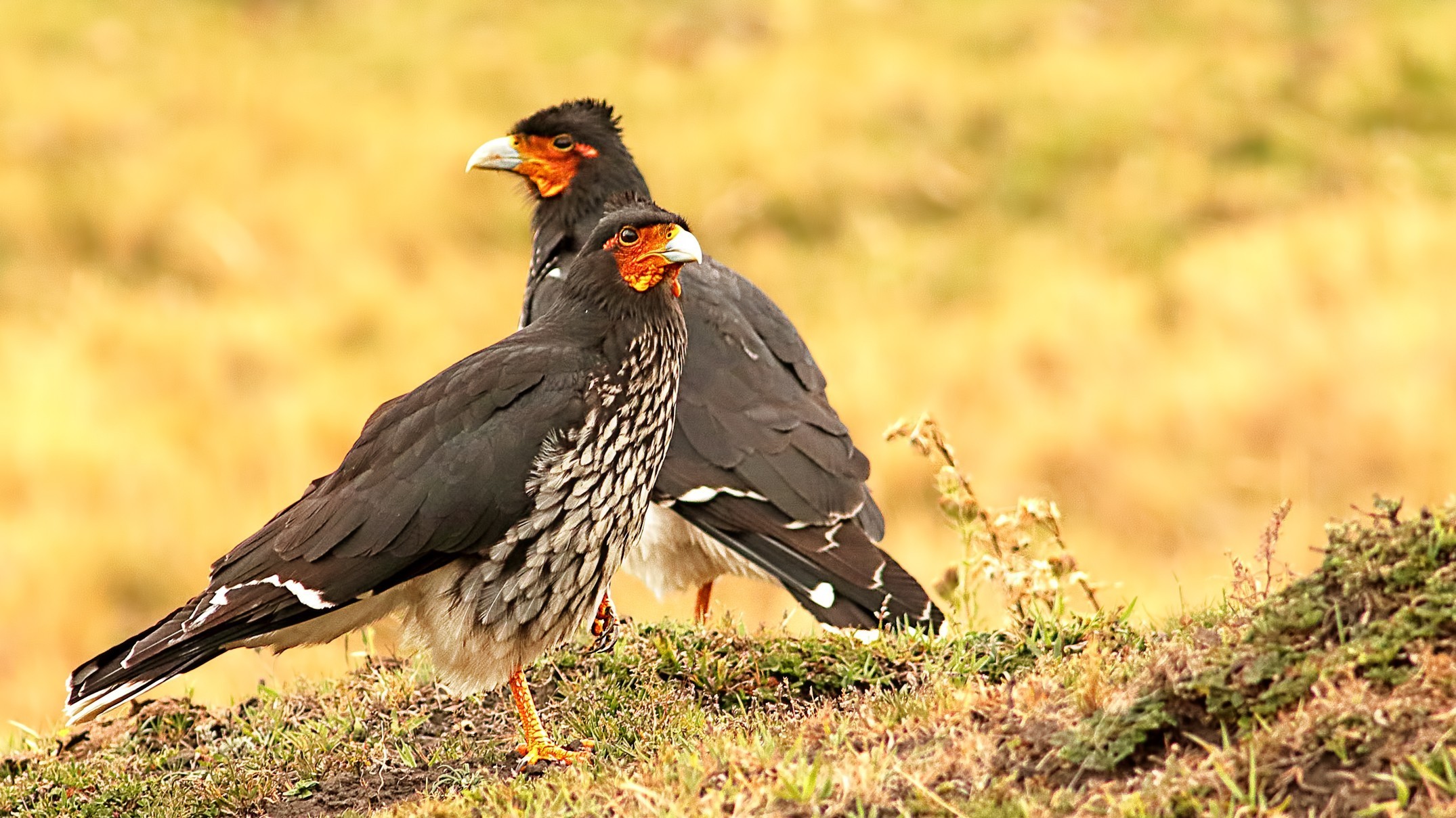 Carunculated Caracara — Ana fotoğraf