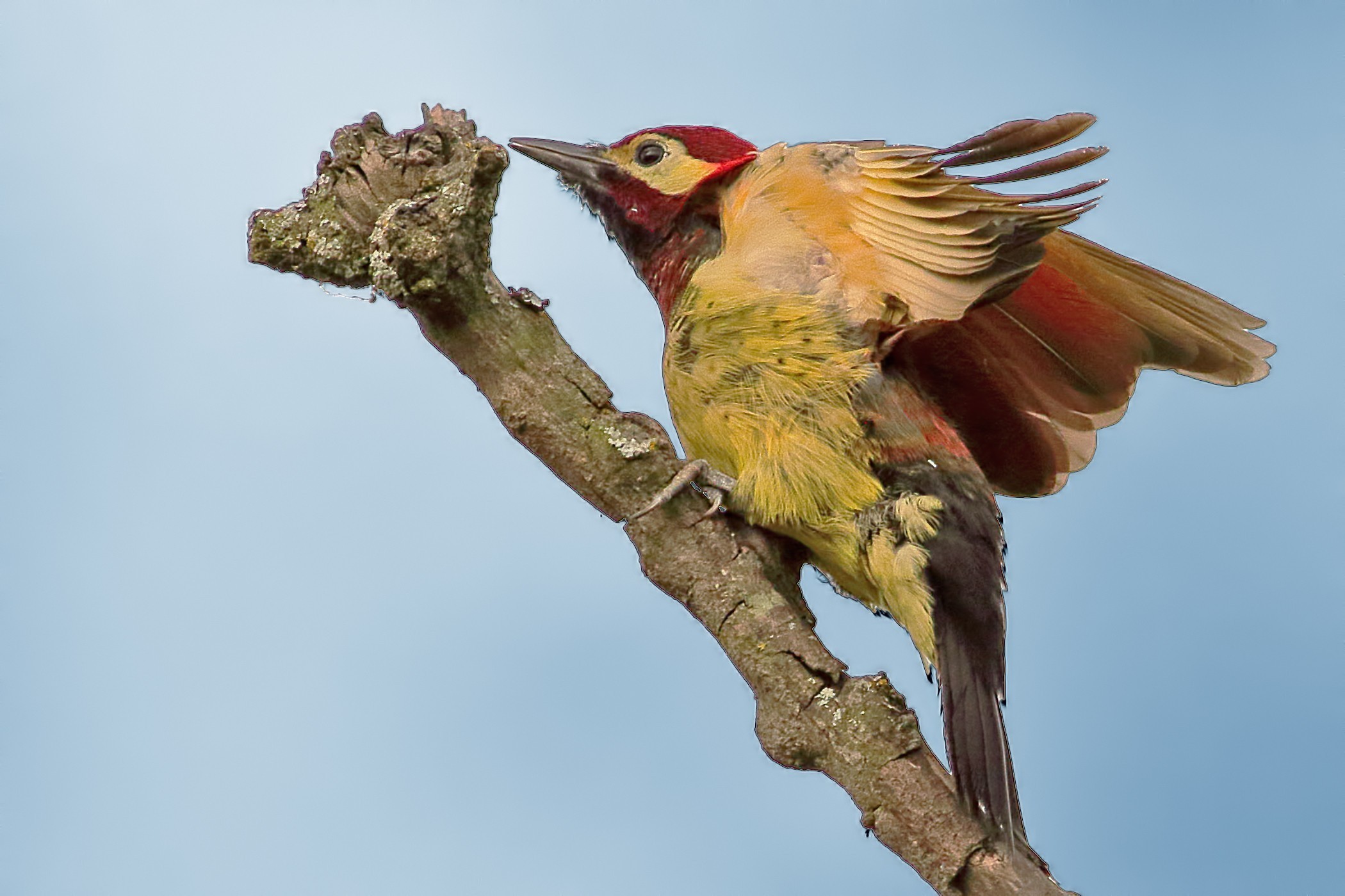 Crimson-mantled Woodpecker