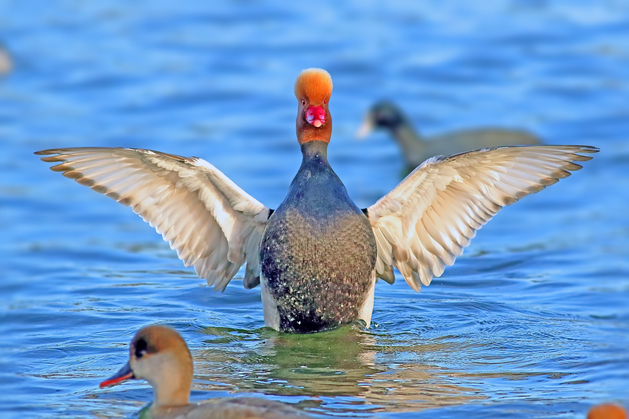 Red-crested Pochard