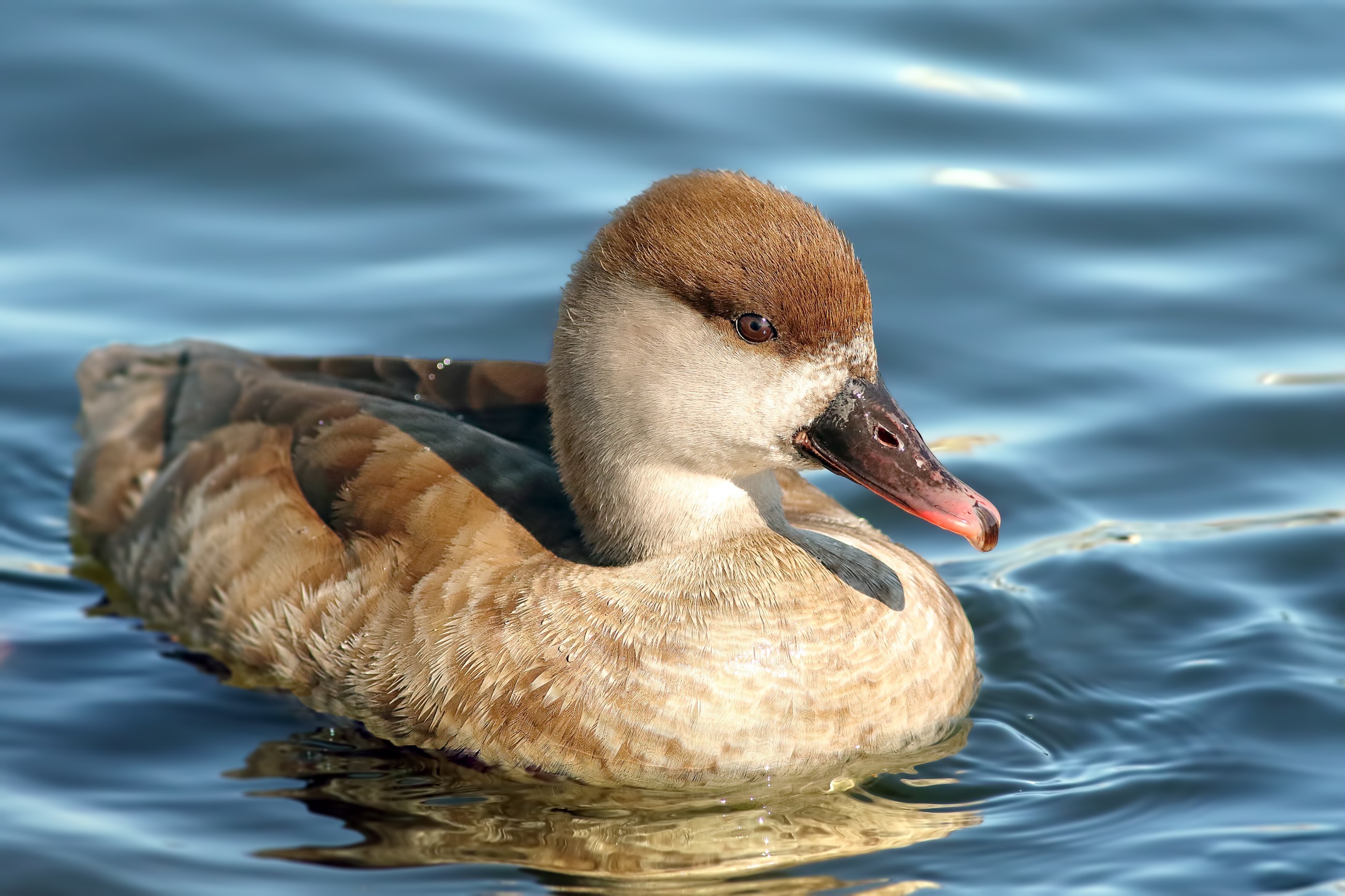 Red-crested Pochard