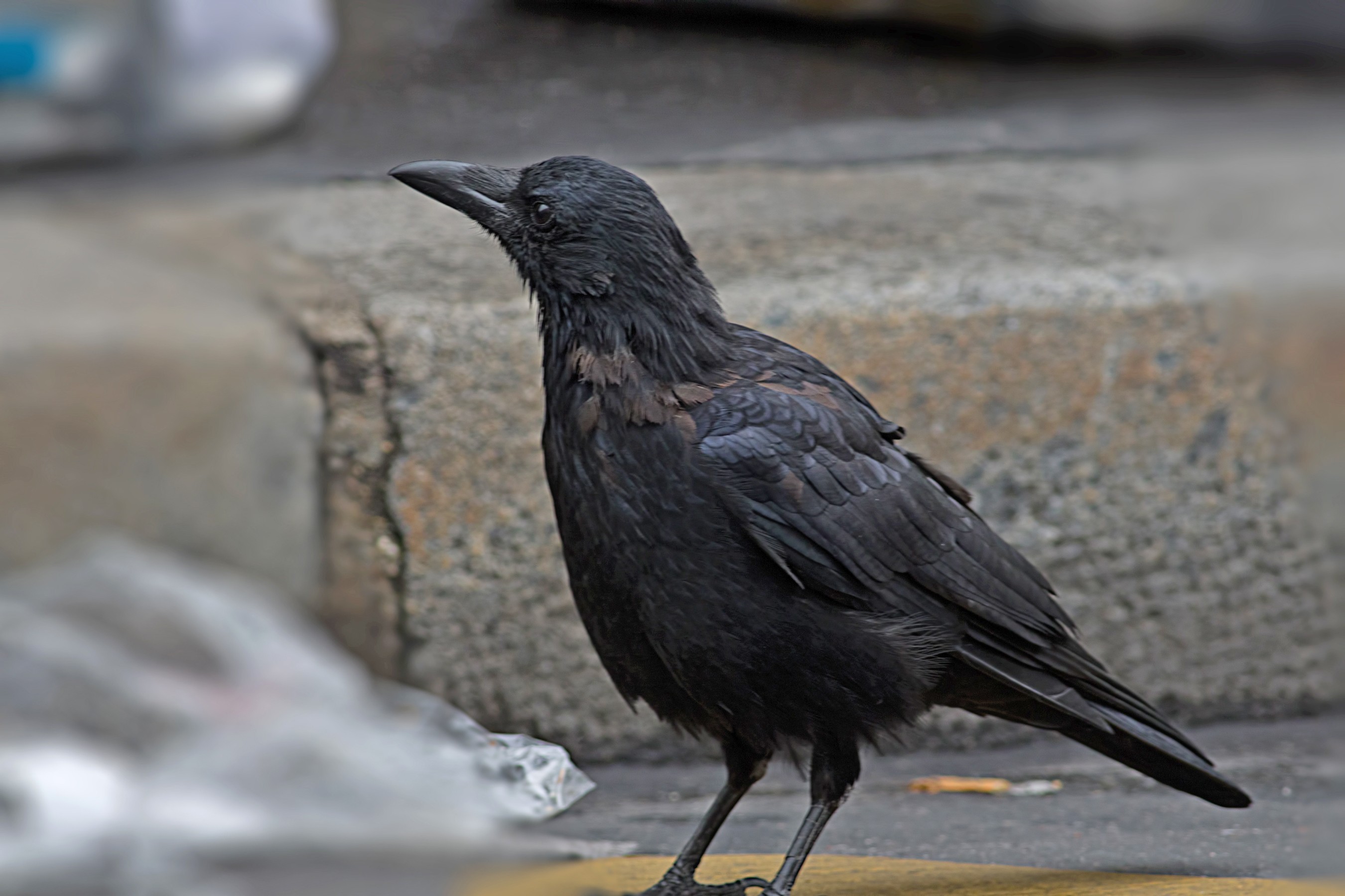 Hooded Crow — Ana fotoğraf