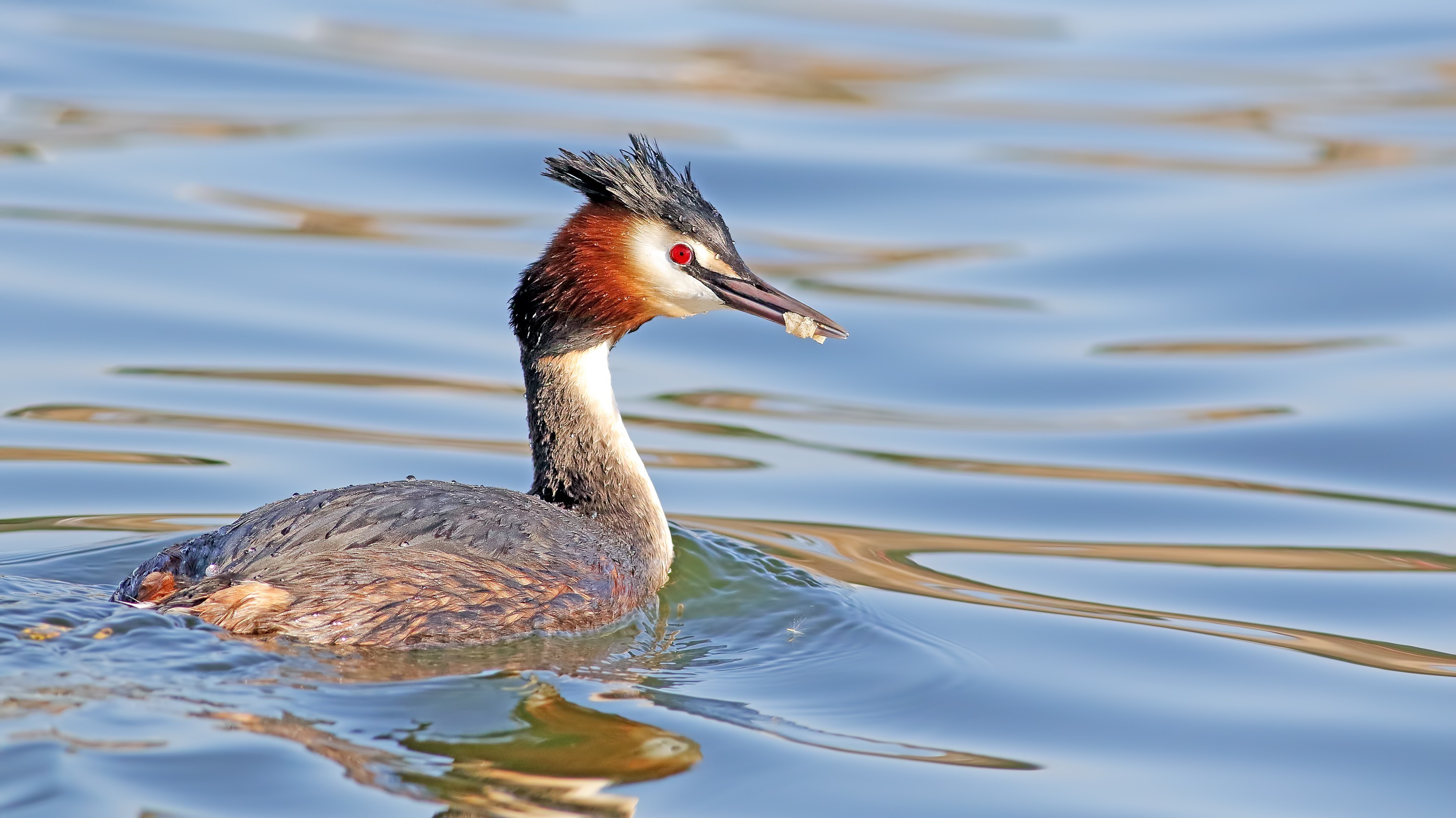 Great Crested Grebe