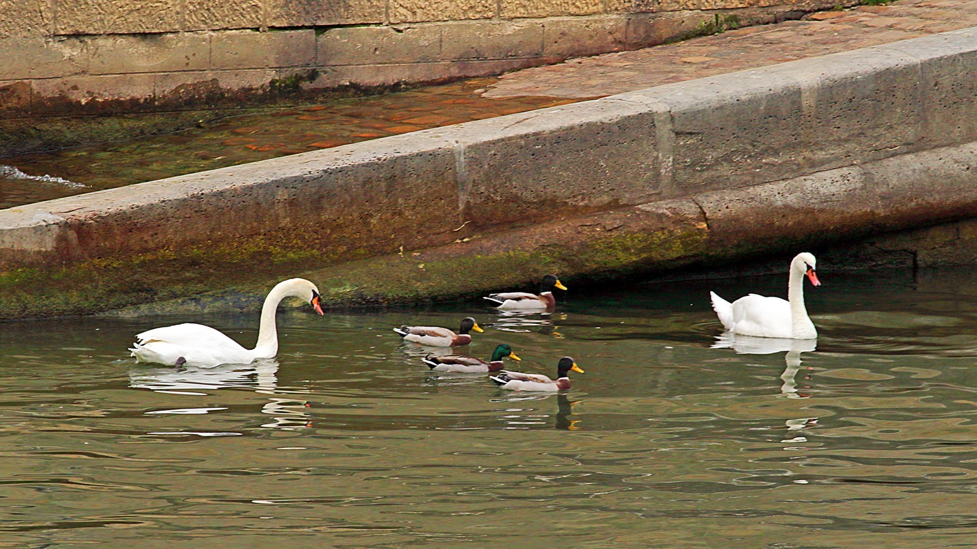 Mallard
