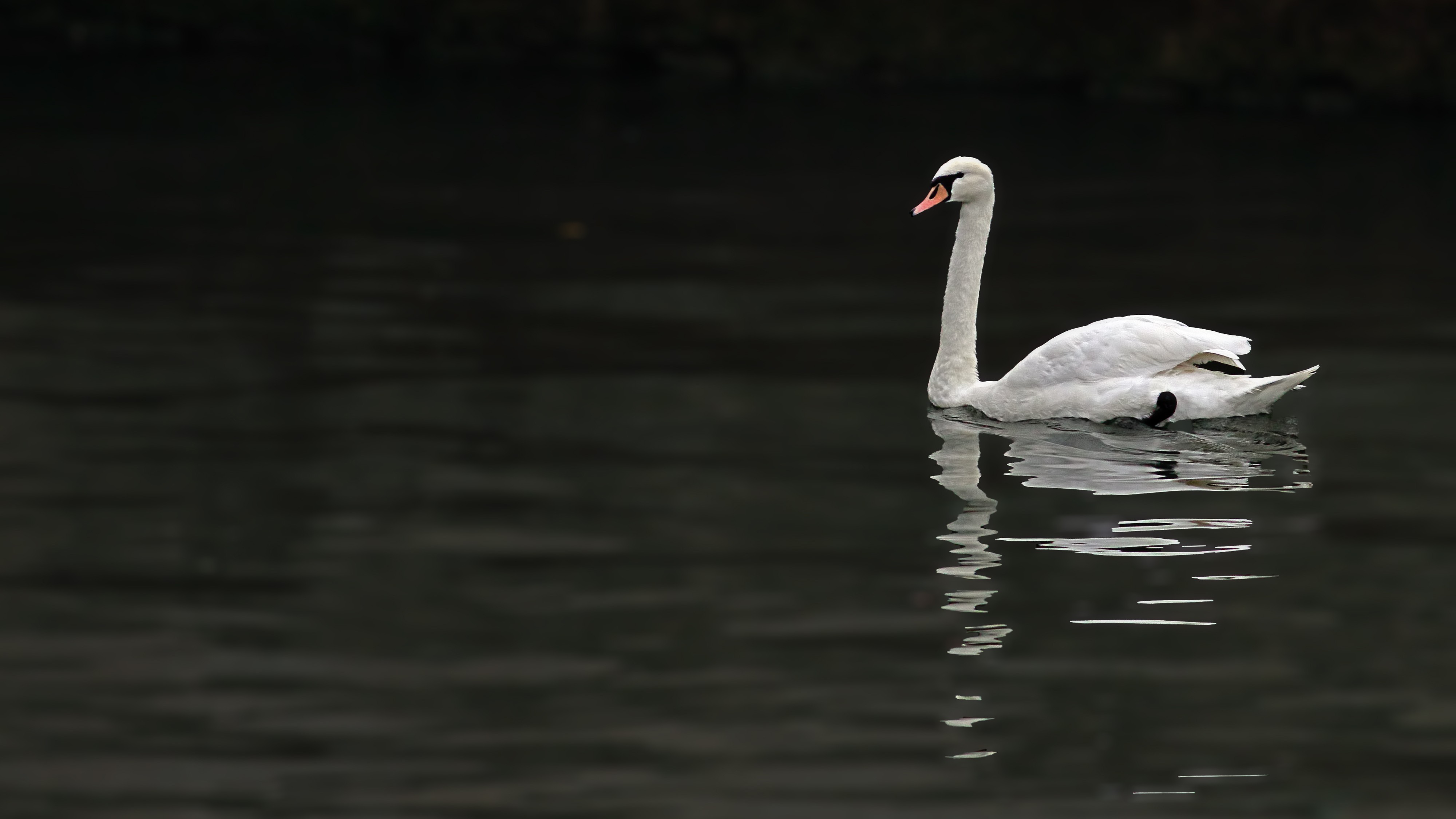 Mute Swan