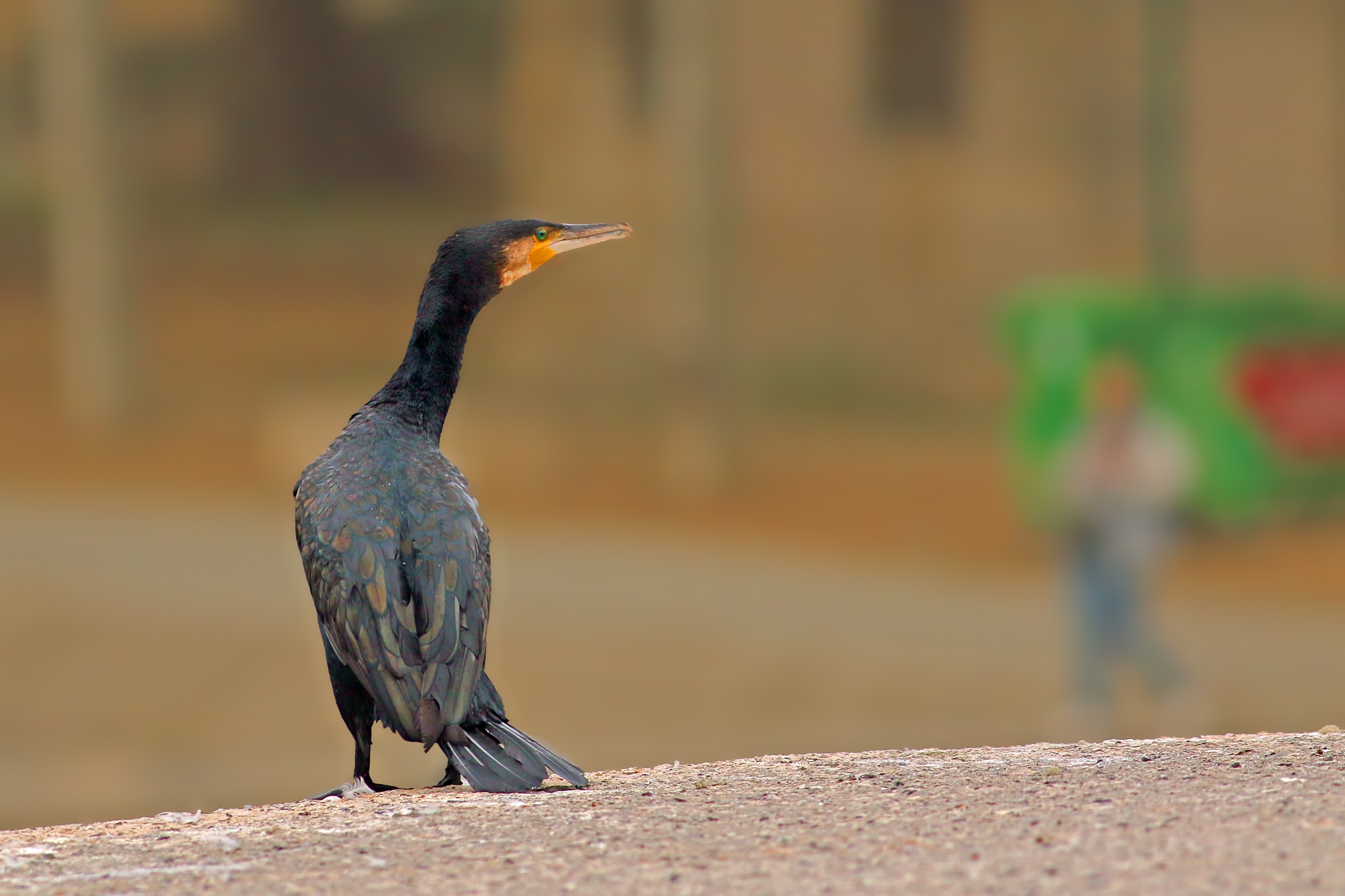 Great Cormorant