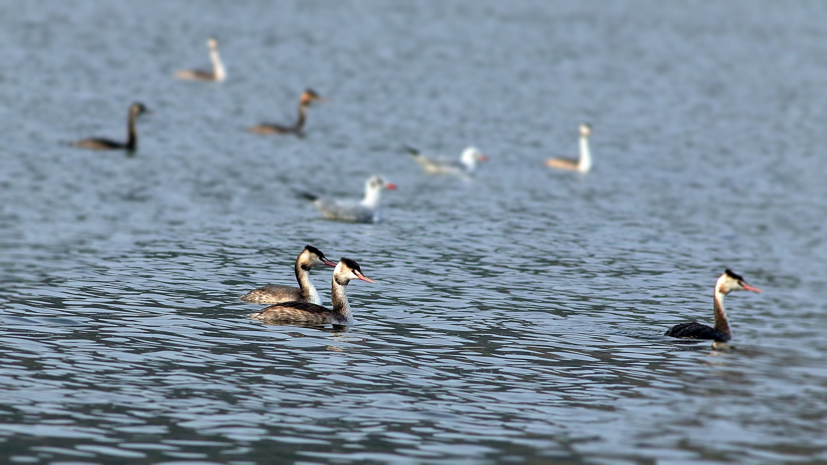 Great Crested Grebe