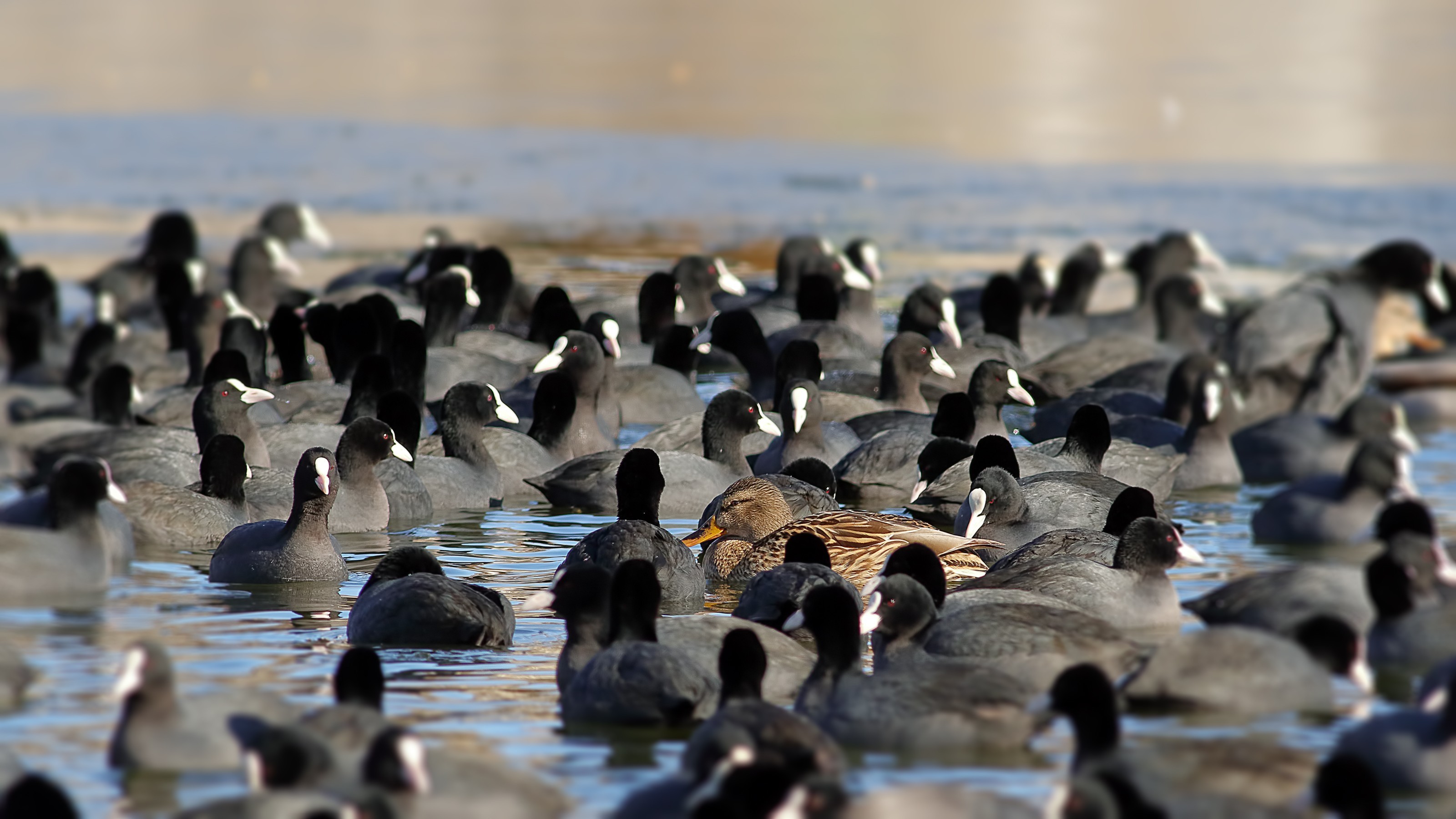 Gadwall