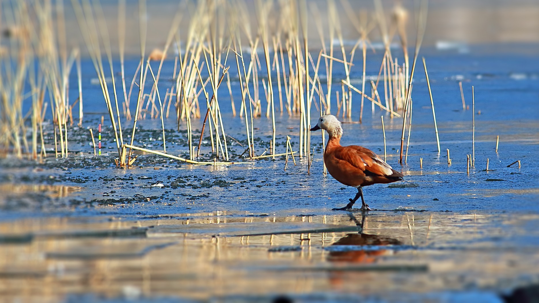 Ruddy Shelduck