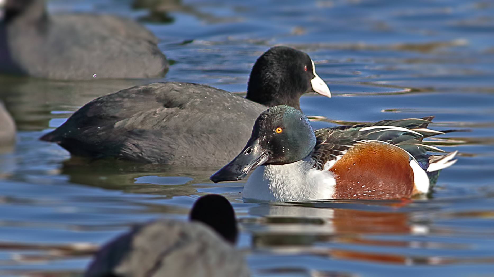 Northern Shoveler