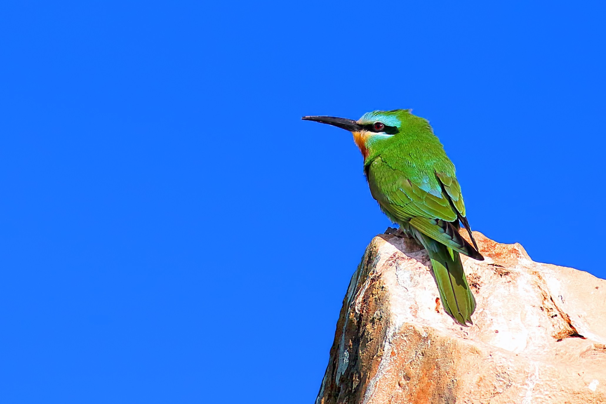 Blue-cheeked Bee-eater