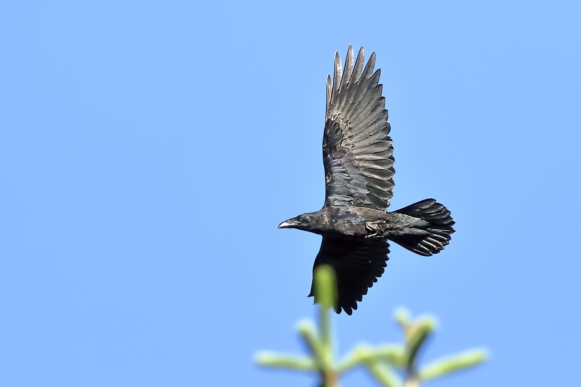 Common Raven