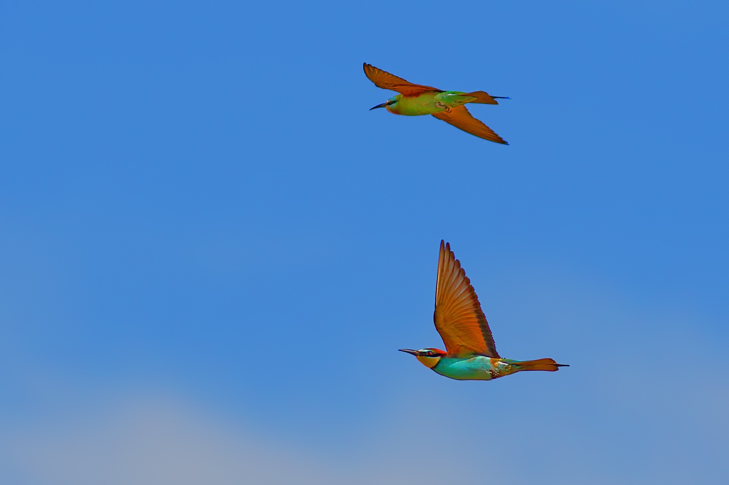 European Bee-eater