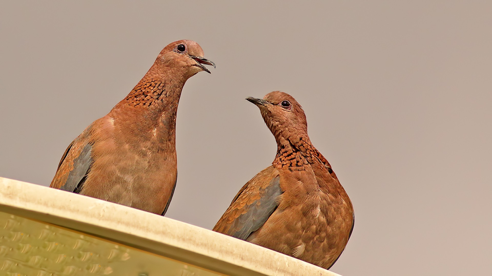 Laughing Dove