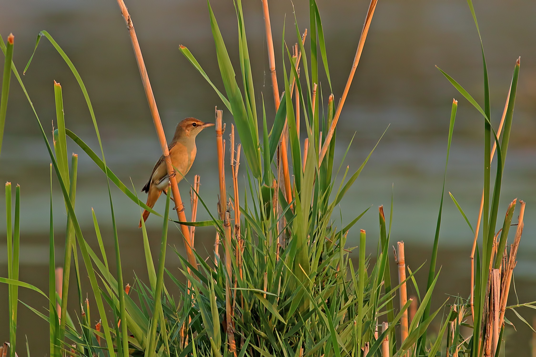 Blyth's Reed-warbler