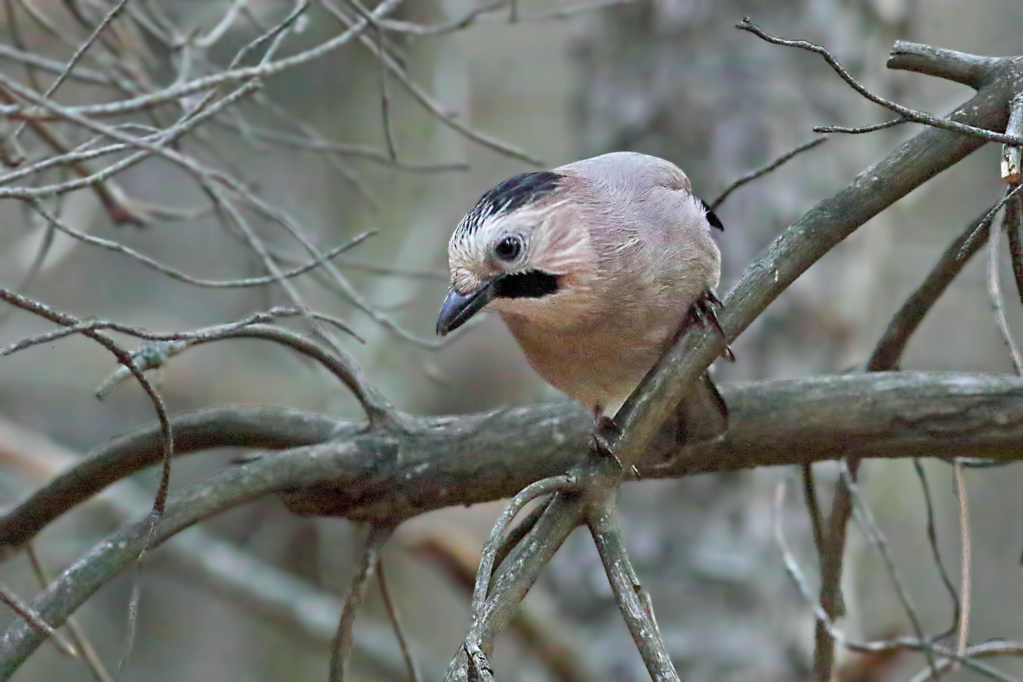 Eurasian Jay