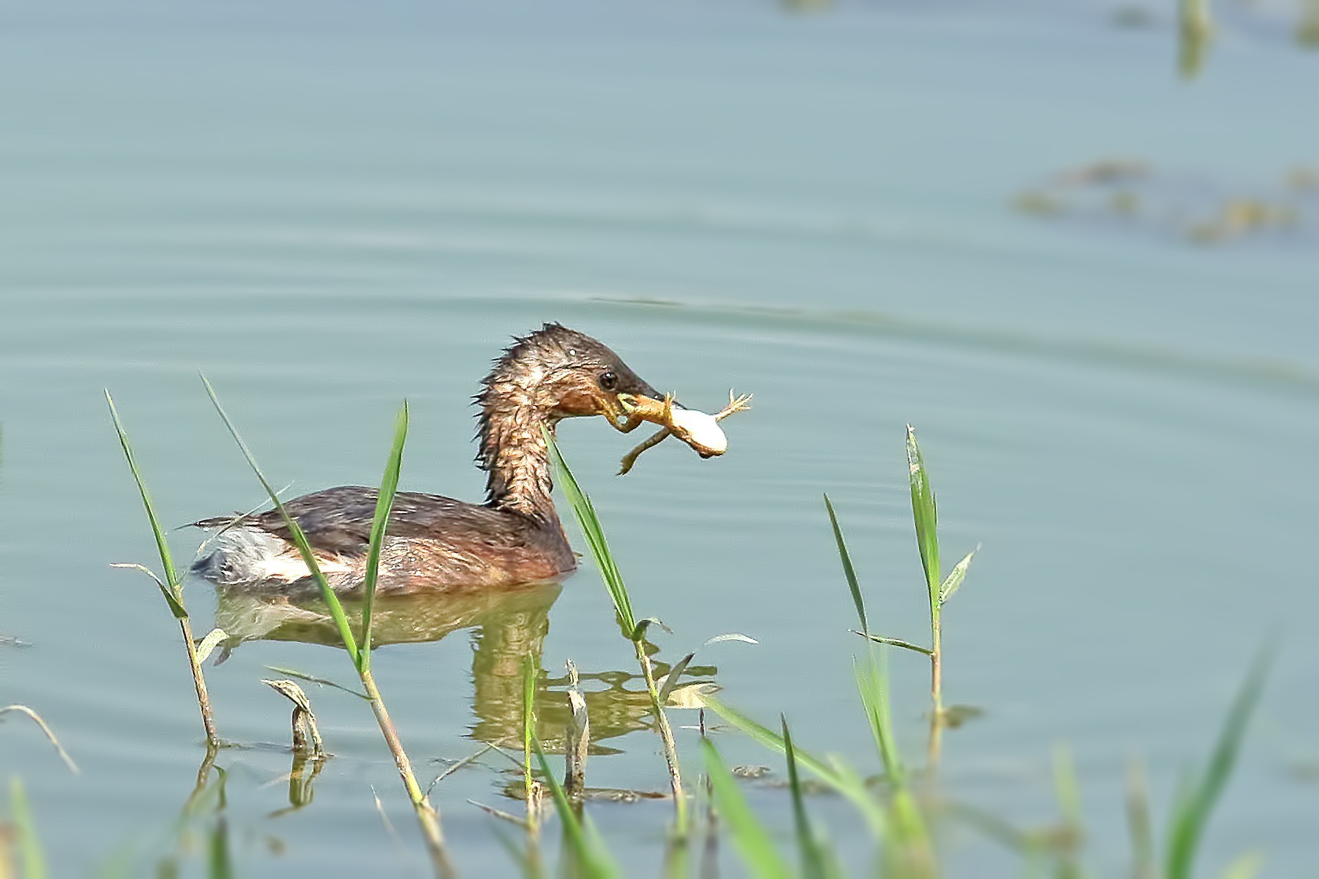 Little Grebe